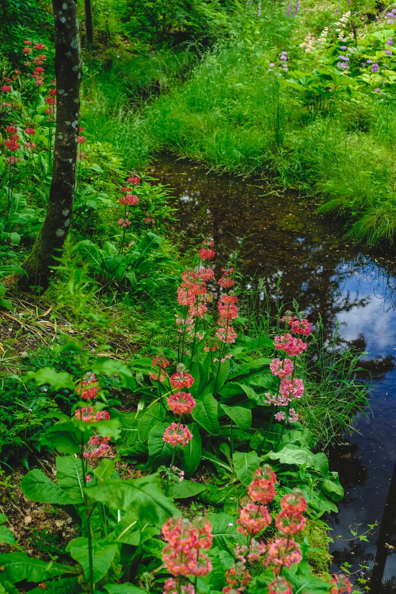  Everything was looking so lush in the gardens. 