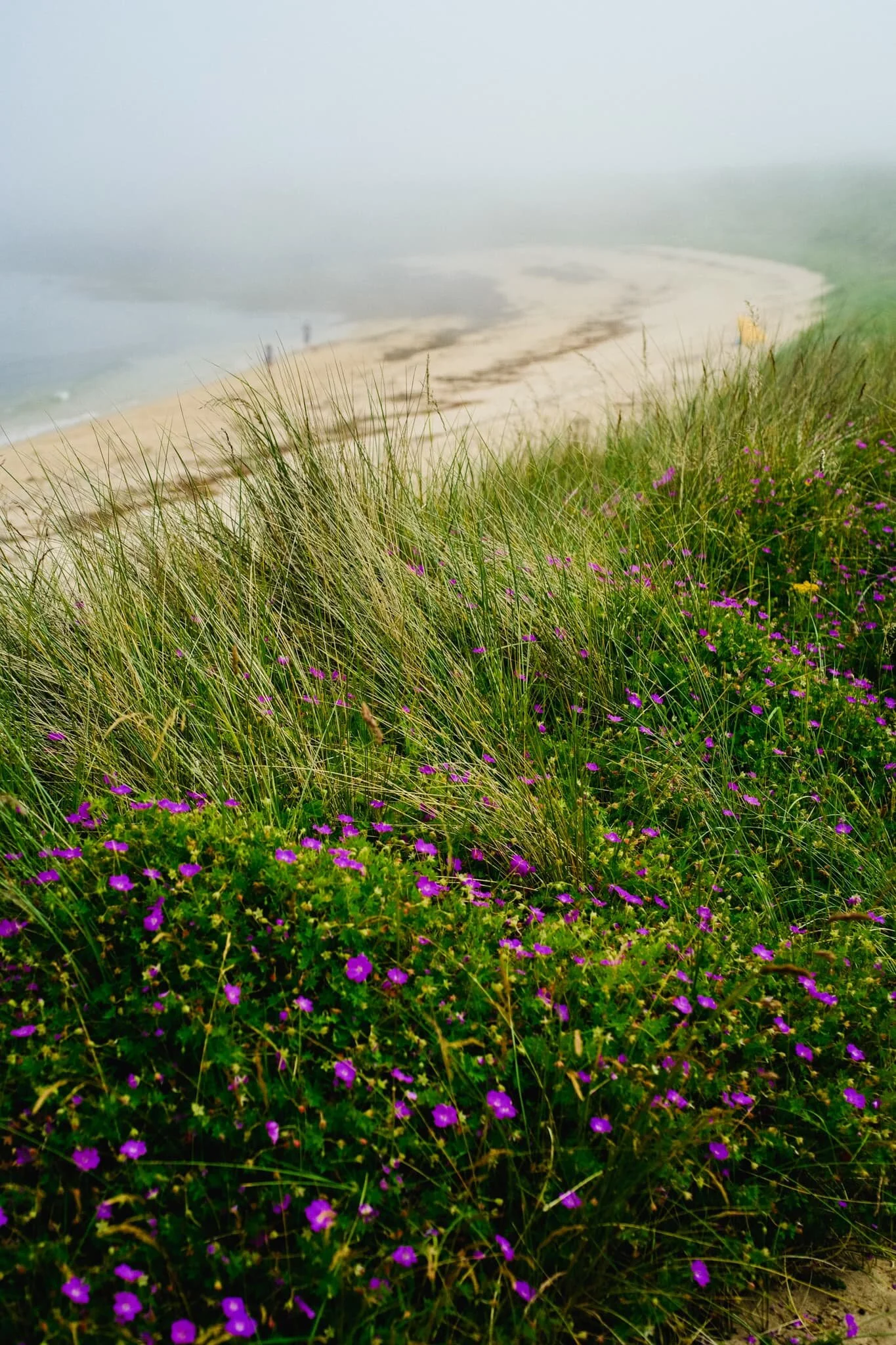  A beautiful blossom of  Geranium sanguineum , otherwise known as bloody crane&rsquo;s-bill. Also the national flower of Northumberland! 