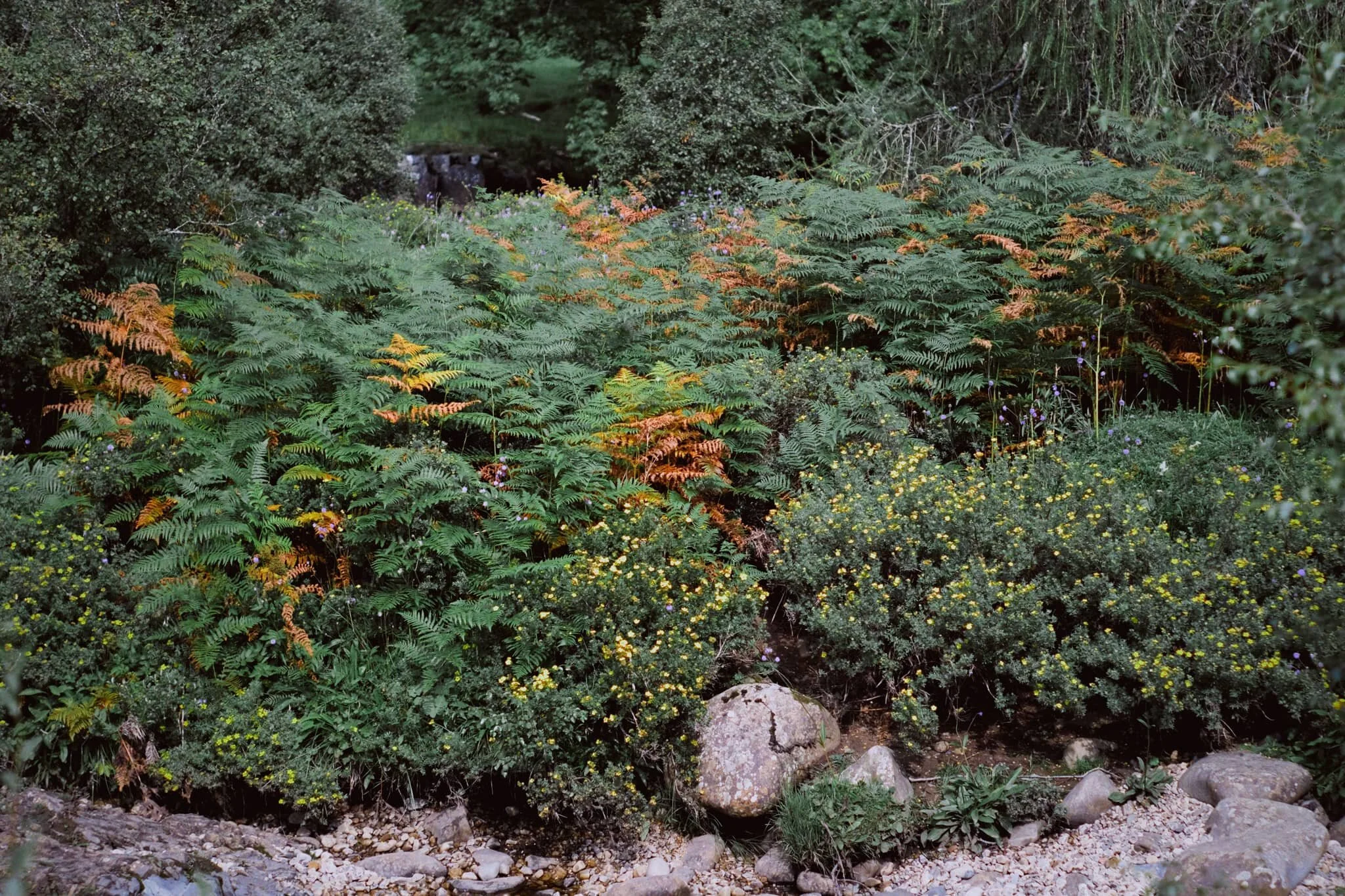  Looking forward to all the rusty colours of autumnal ferns. 