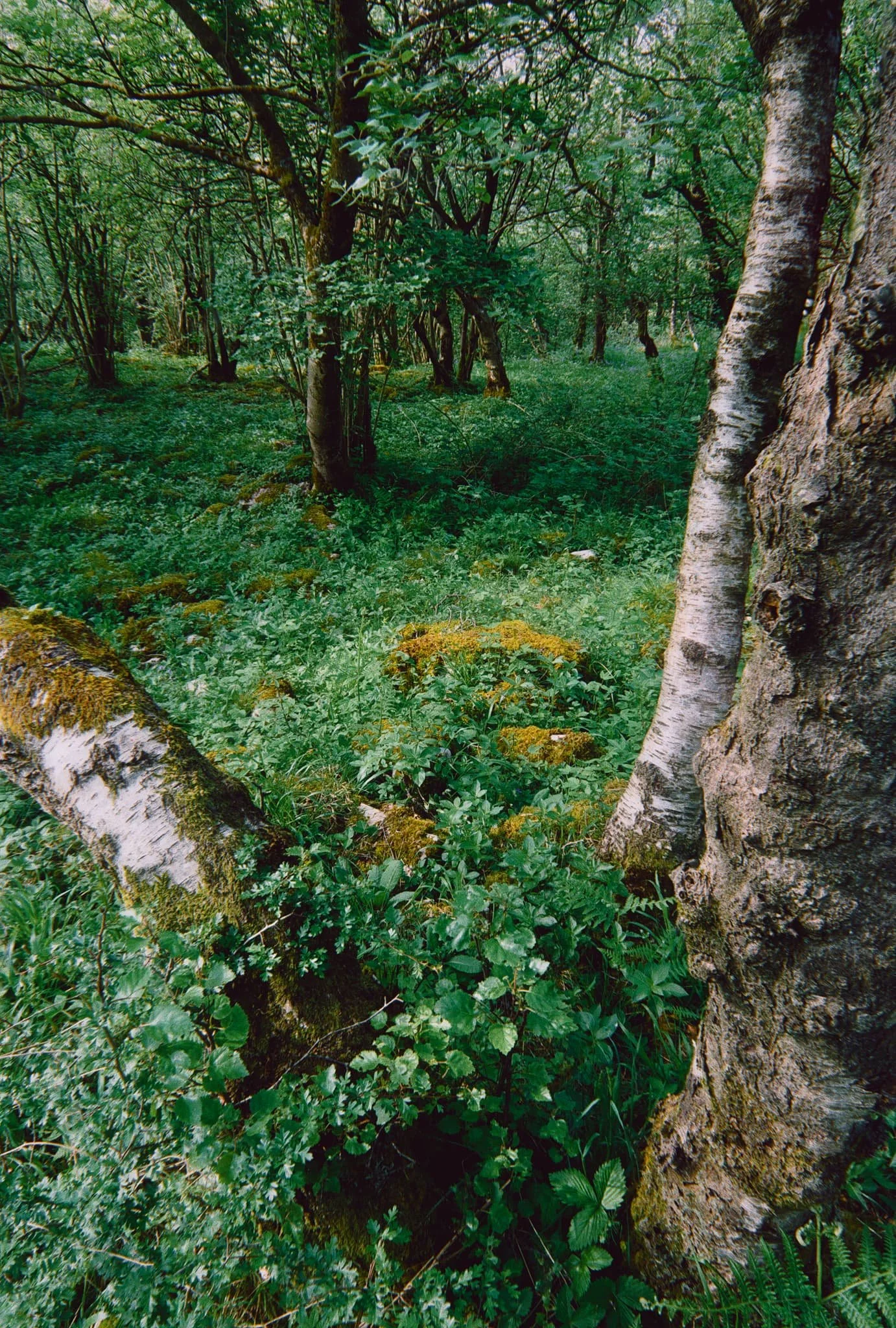  Wharfe wood&rsquo;s thicker coverage meant for beautiful soft light and trees covered in moss and lichen. 