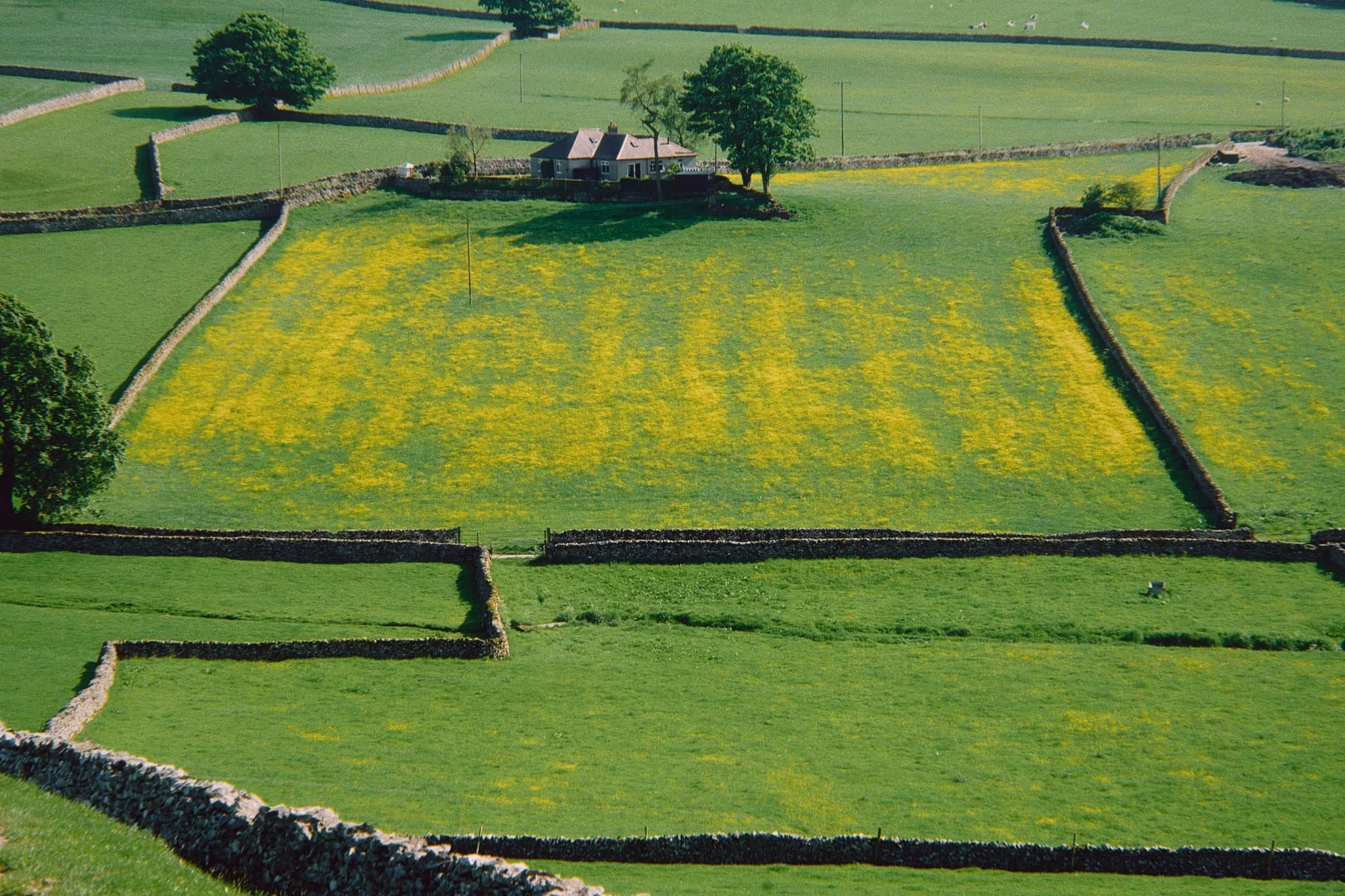  On our descent to Feizor I spotted this little cottage and its field  covered  in buttercups. 