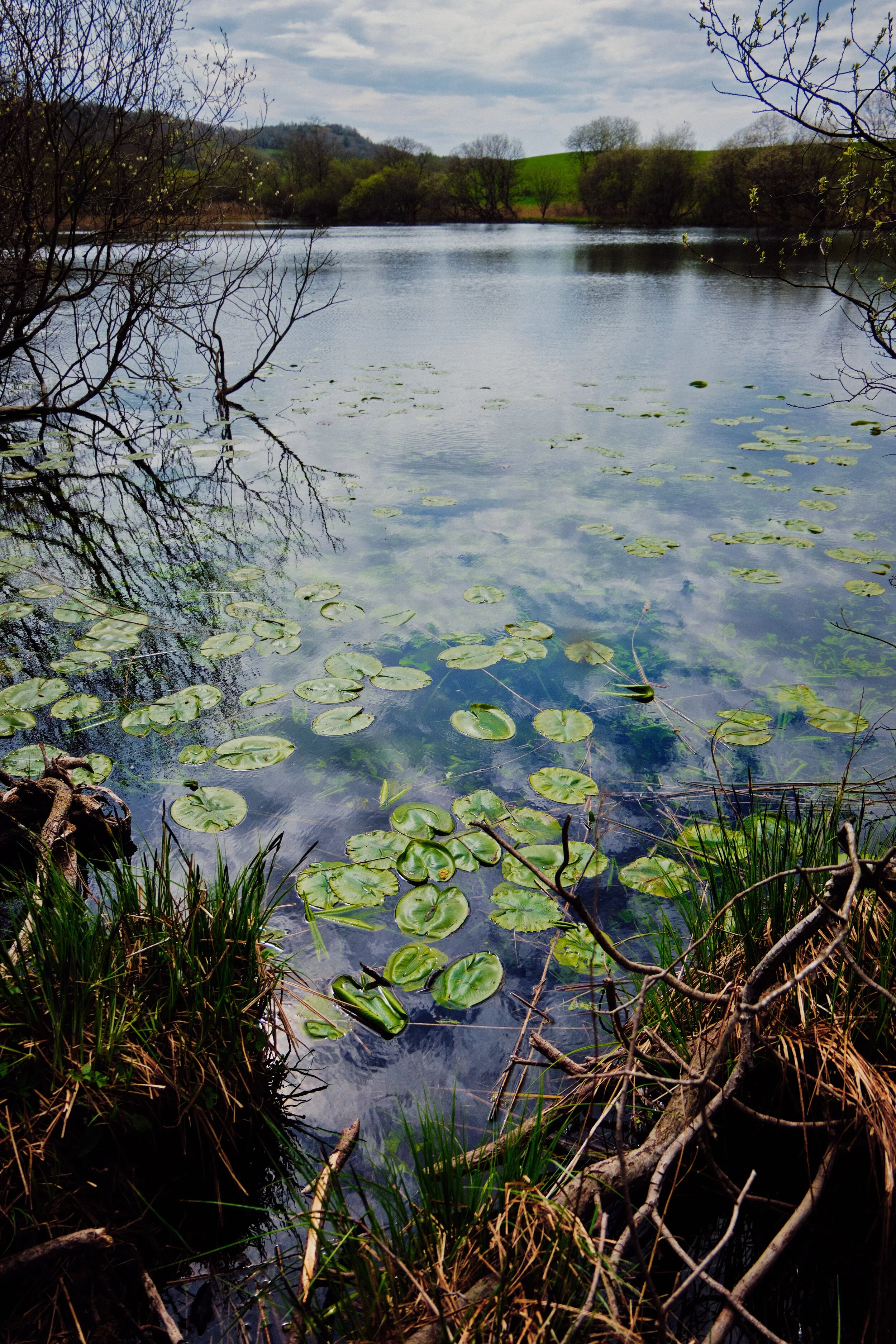  Cunswick Tarn! There&rsquo;s not actually a path around the tarn, so you have to come off the trail and navigate through the swampy undergrowth to get to the tarn&rsquo;s shore. We immediately spotted the water lilies and mentally bookmarked a return trip in summer when these will have blossomed some beautiful flowers. 