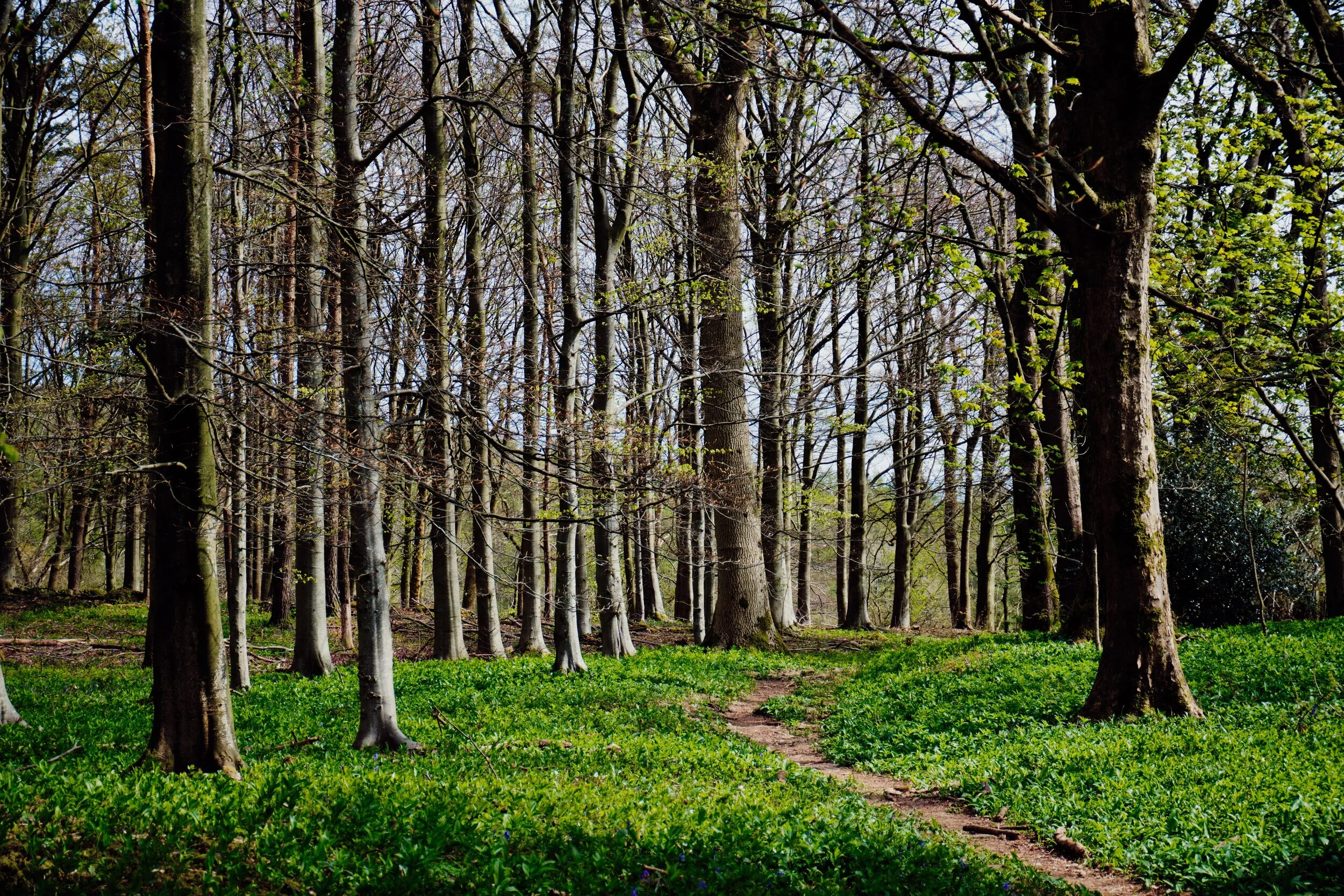  Looking back into Ash Spring Woods from its exit. We could already see one or two bluebells blooming in these woods, surrounded also by wild garlic. In a week or two&rsquo;s time this wood will enjoy a carpet of blue and white. 