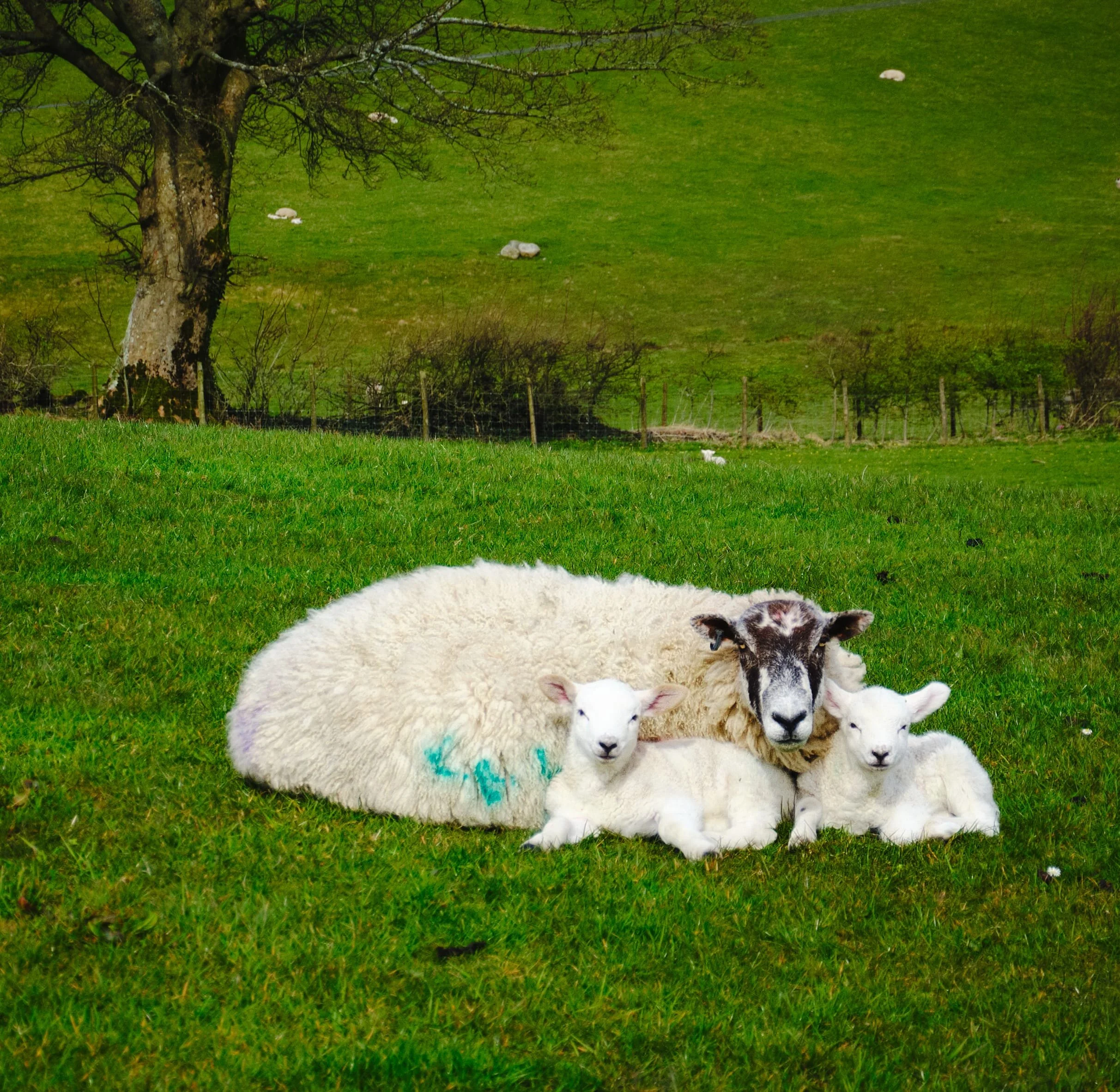  Managed to snag this shot of a ewe cuddling up with her twin lambs. 