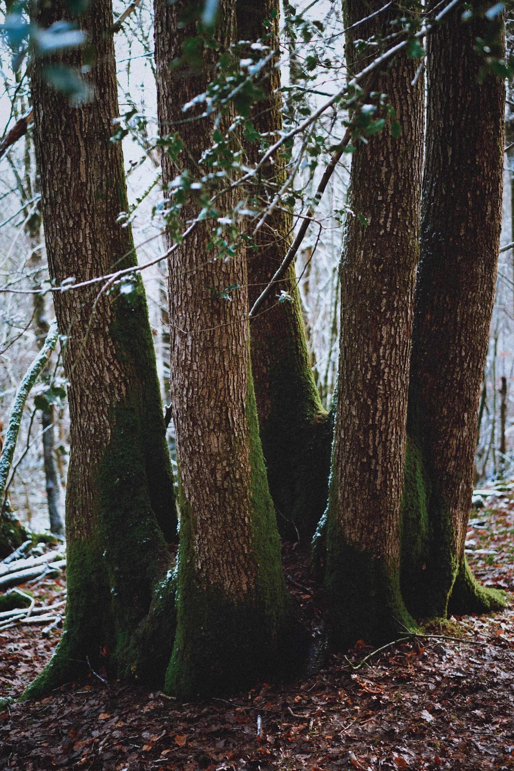  Another interesting sight. Is it five separate trees, sharing the same root system? Or one tree that&rsquo;s split into five? I couldn&rsquo;t say, but I know I&rsquo;ve never seen owt like it.  Here&rsquo;s a photo  of me climbing into the bowl of the trees. 