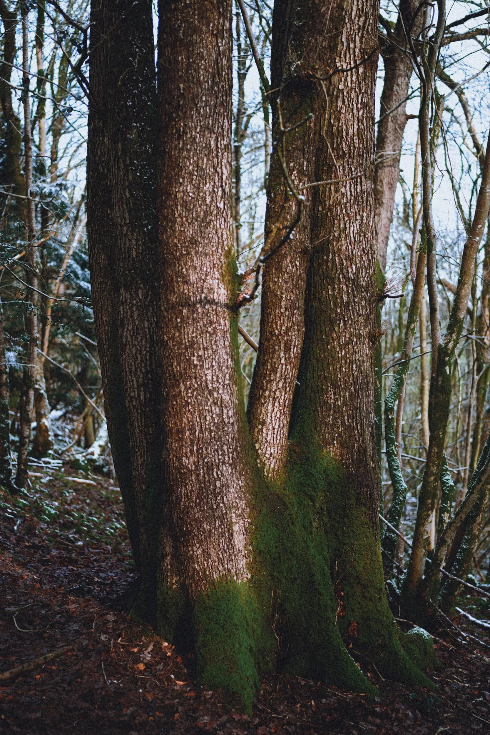  Same tree, different angle. 