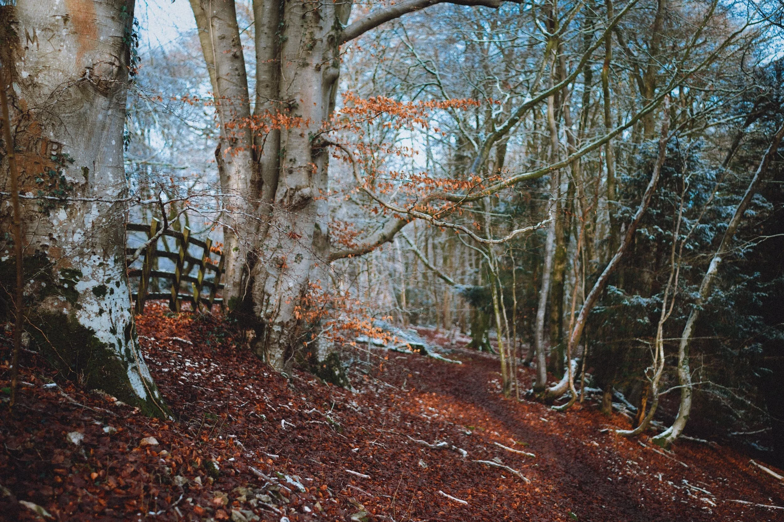  Still some nice pops of colour about in Warriner&rsquo;s Wood. 