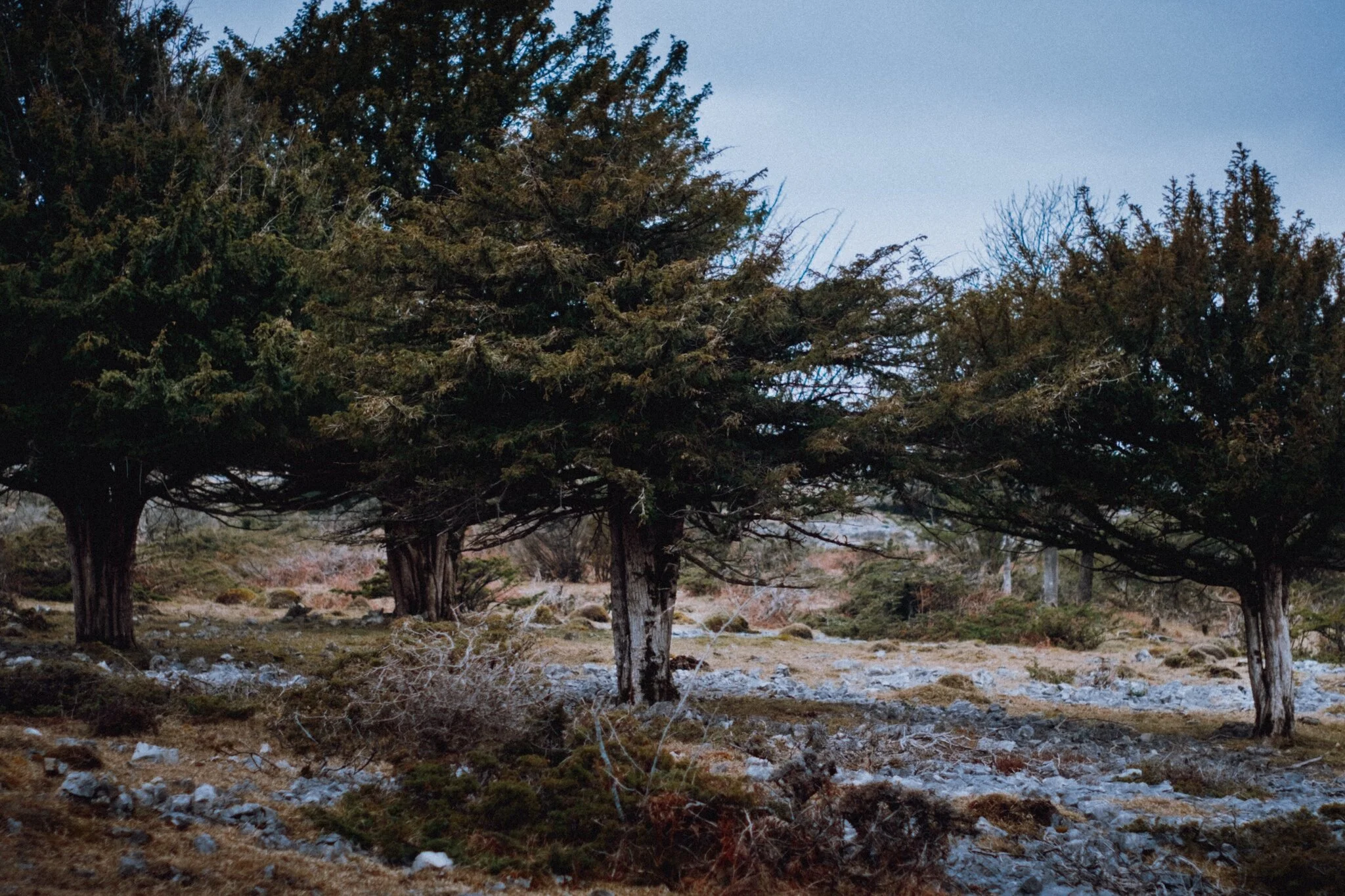  An appeasing group of common yew,  Taxus baccata.  Most parts of the tree is poisonous… just so you know. 