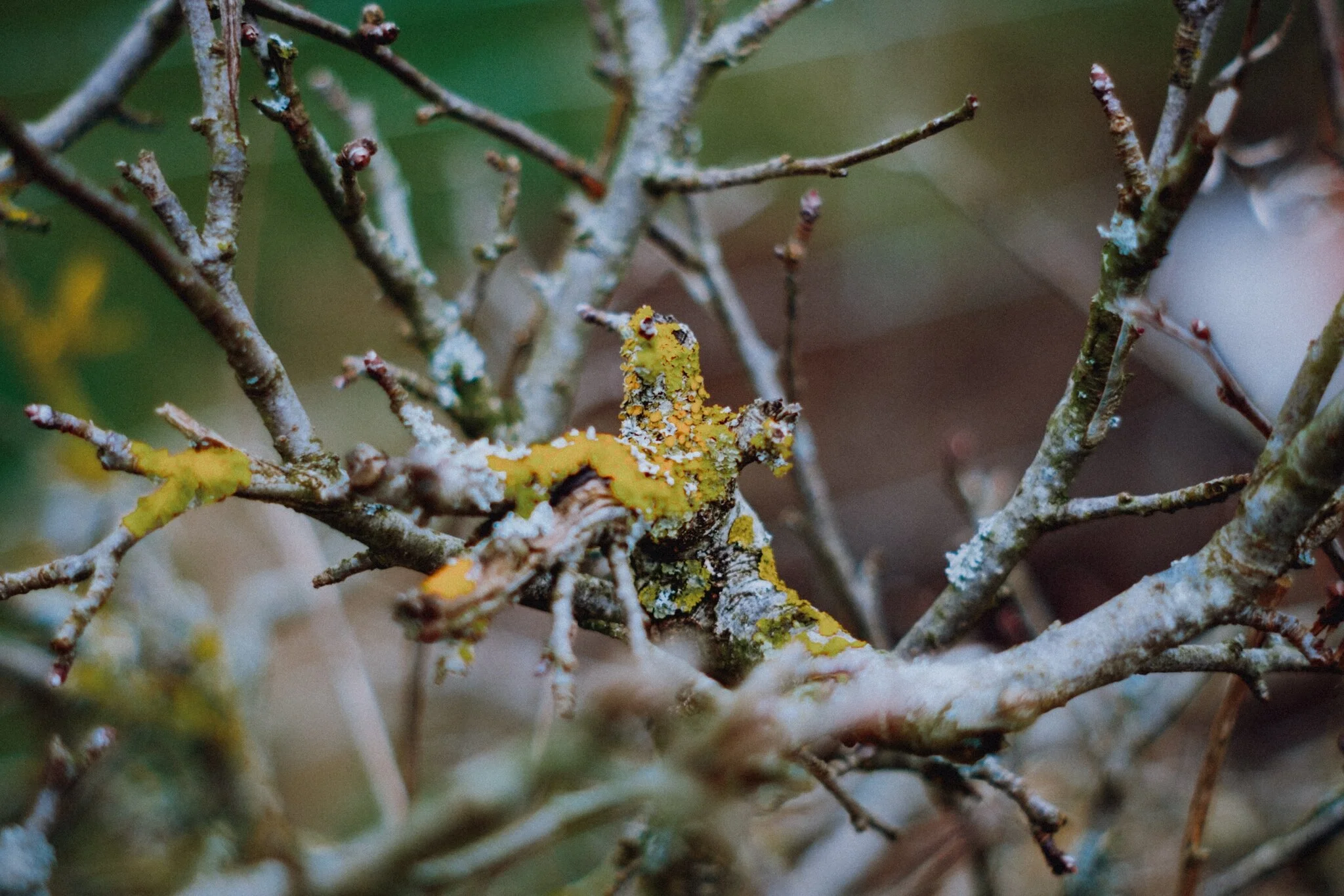  Here&rsquo;s a thing: did you know there&rsquo;s such a job/profession as Lichenologist? Isn&rsquo;t that wonderful? And such a crucial organism, too. 