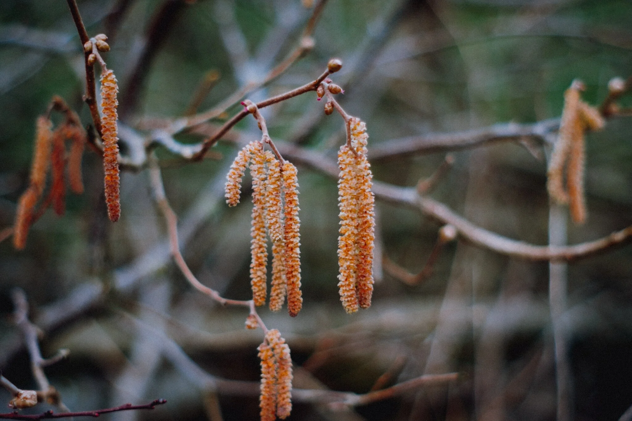  Catkins belonging to the common hazel tree, or  Corylus avellana.  Always good to see these, a sign of spring. 