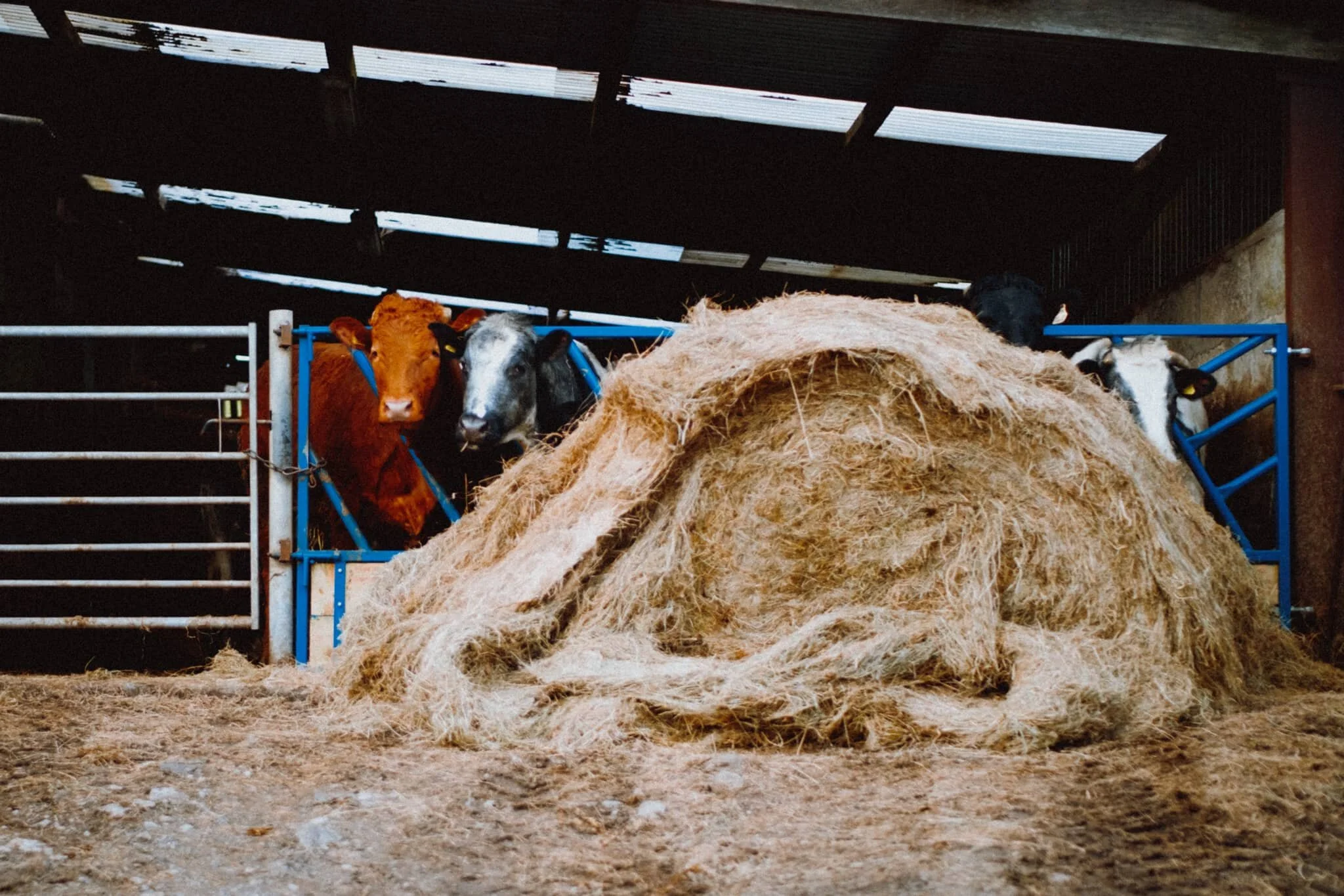  These beauties will be let out onto the fields any day now. 