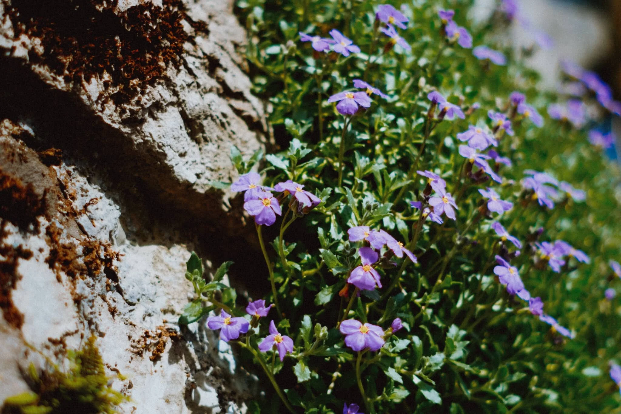  A lovely display of flowers high up one of the walls down Beast Banks. Google thinks this is  Aubrieta deltoidea,  sometimes known as lilacbush, purple rock cress, or rainbow rock cress. 