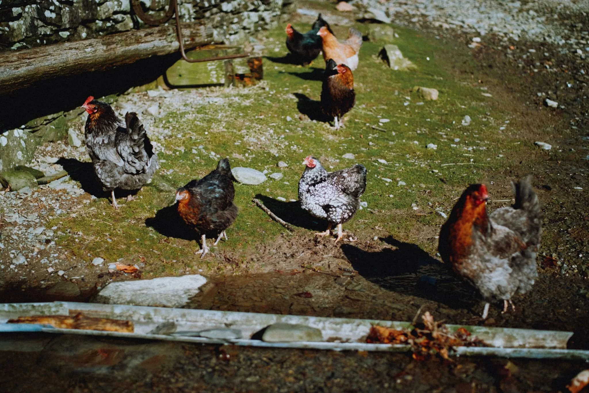  Plenty of chickens about at Lower Borrowdale farm. Very friendly and inquisitive creatures. 
