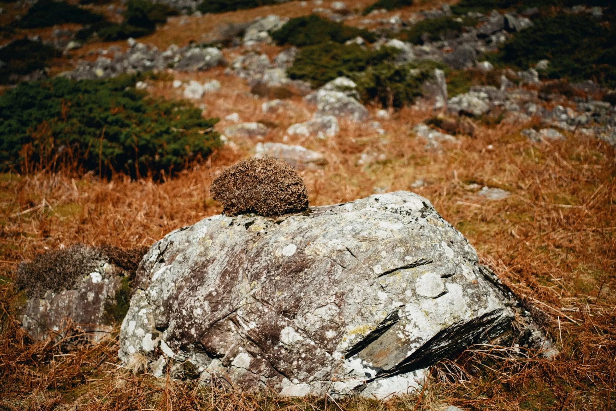  There&rsquo;s quite a bit of scree around the head of Mosedale, including some sizeable boulders. This one caught my eye for the unusual patch of heather growing out of it. 