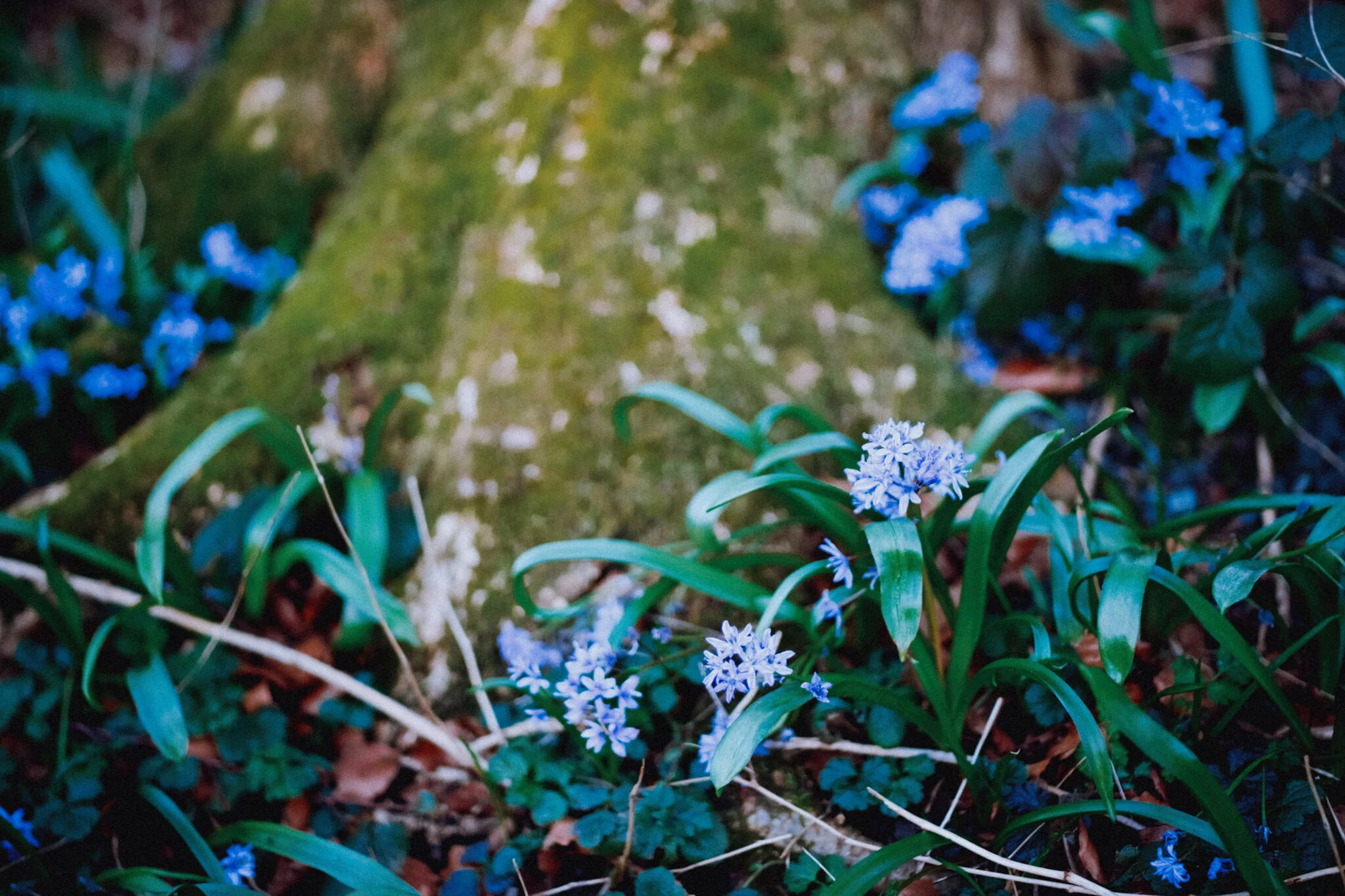  On the entrance to Serpentine Woods we found this lovely patch of flowers in the shade and thought, &ldquo;Bluebells? Already?!&rdquo; Turns out, probably not. Google thinks they&rsquo;re alpine squill,  Scilla bifolia . 