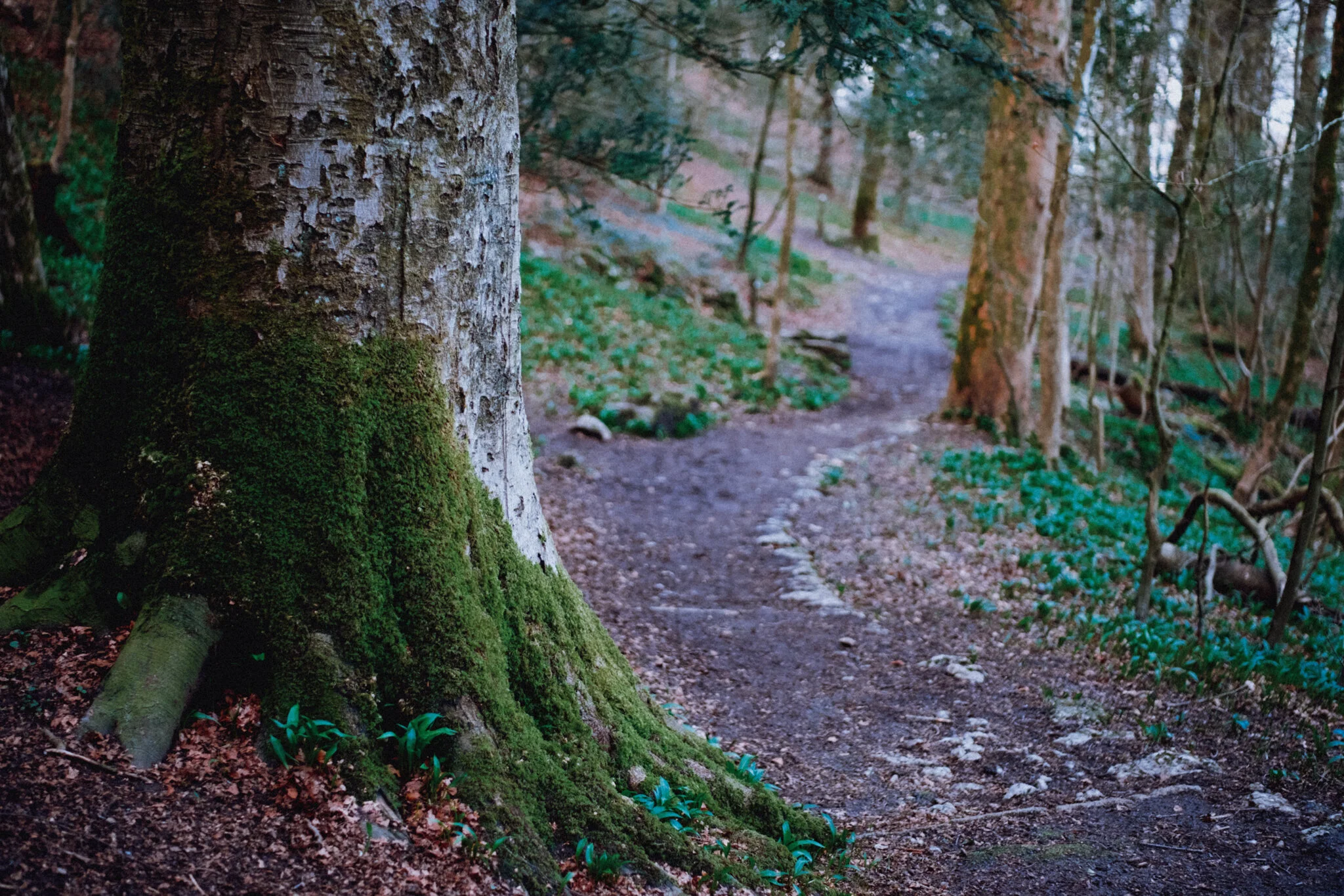  I love that soft light you get in the woods, especially when the last of the day&rsquo;s light is dipping below the horizon. 