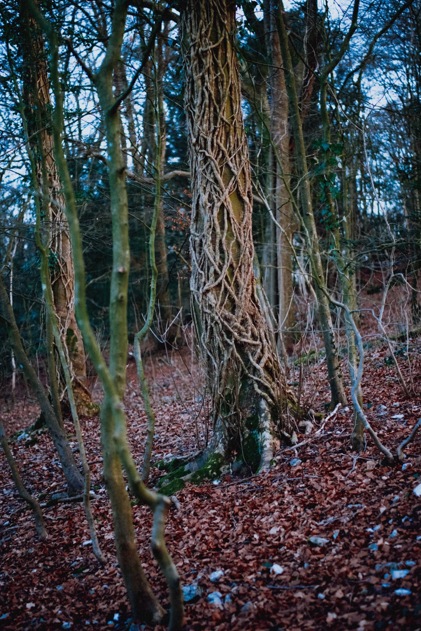  Vines weaving over a tree trunk like a novice knitter. 