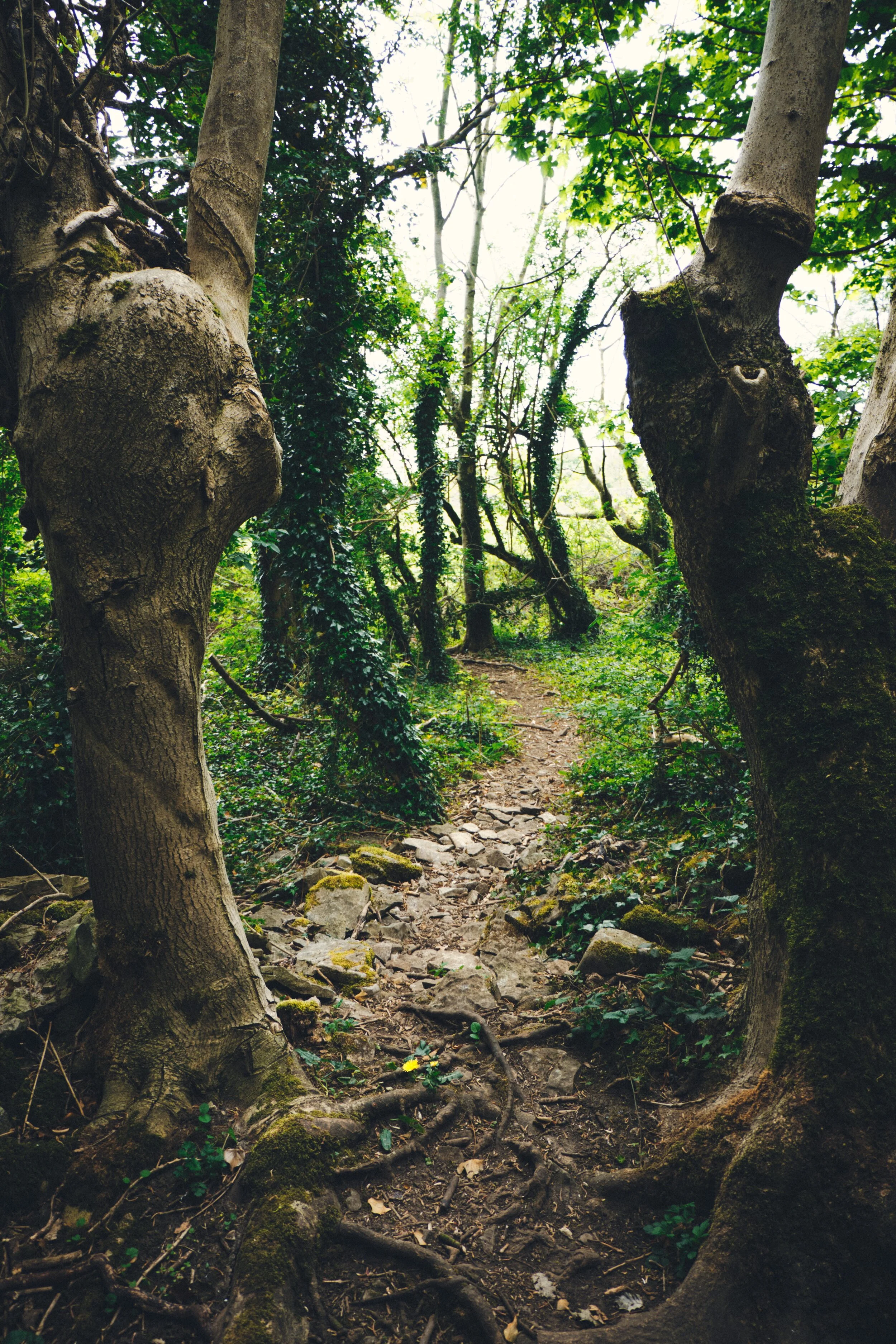  A sort of &ldquo;portal&rdquo; found in the wooded lanes of Stainbank Green. 