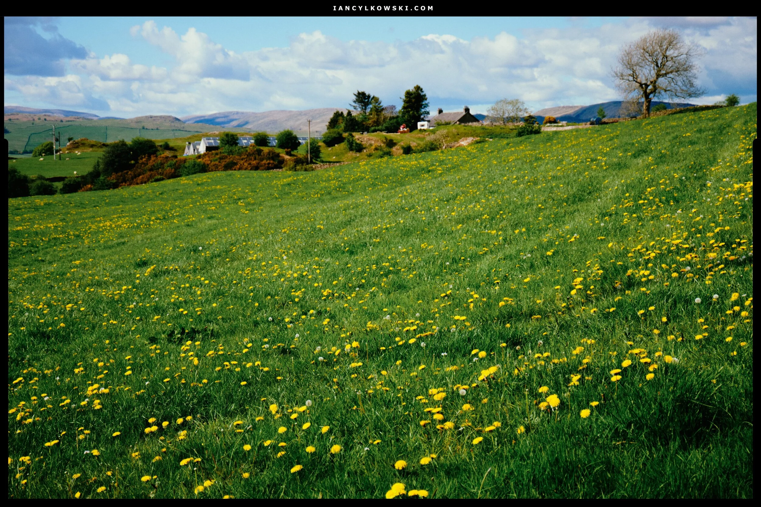  The fields above Kendal are showing lovely displays of dandelions at the moment. 