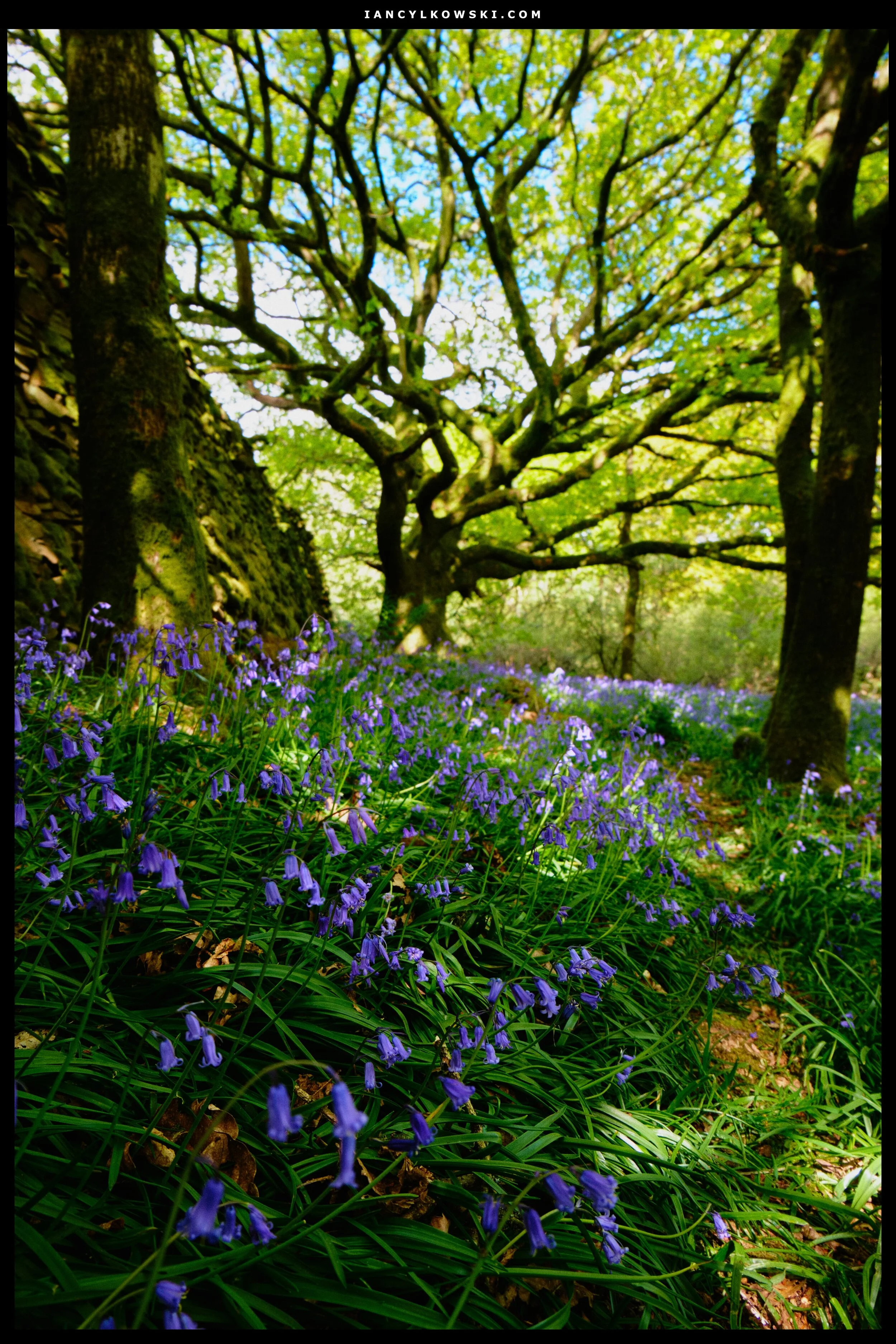  Beautiful bluebells, gorgeous light, and gnarly trees. Can&rsquo;t really go wrong. 