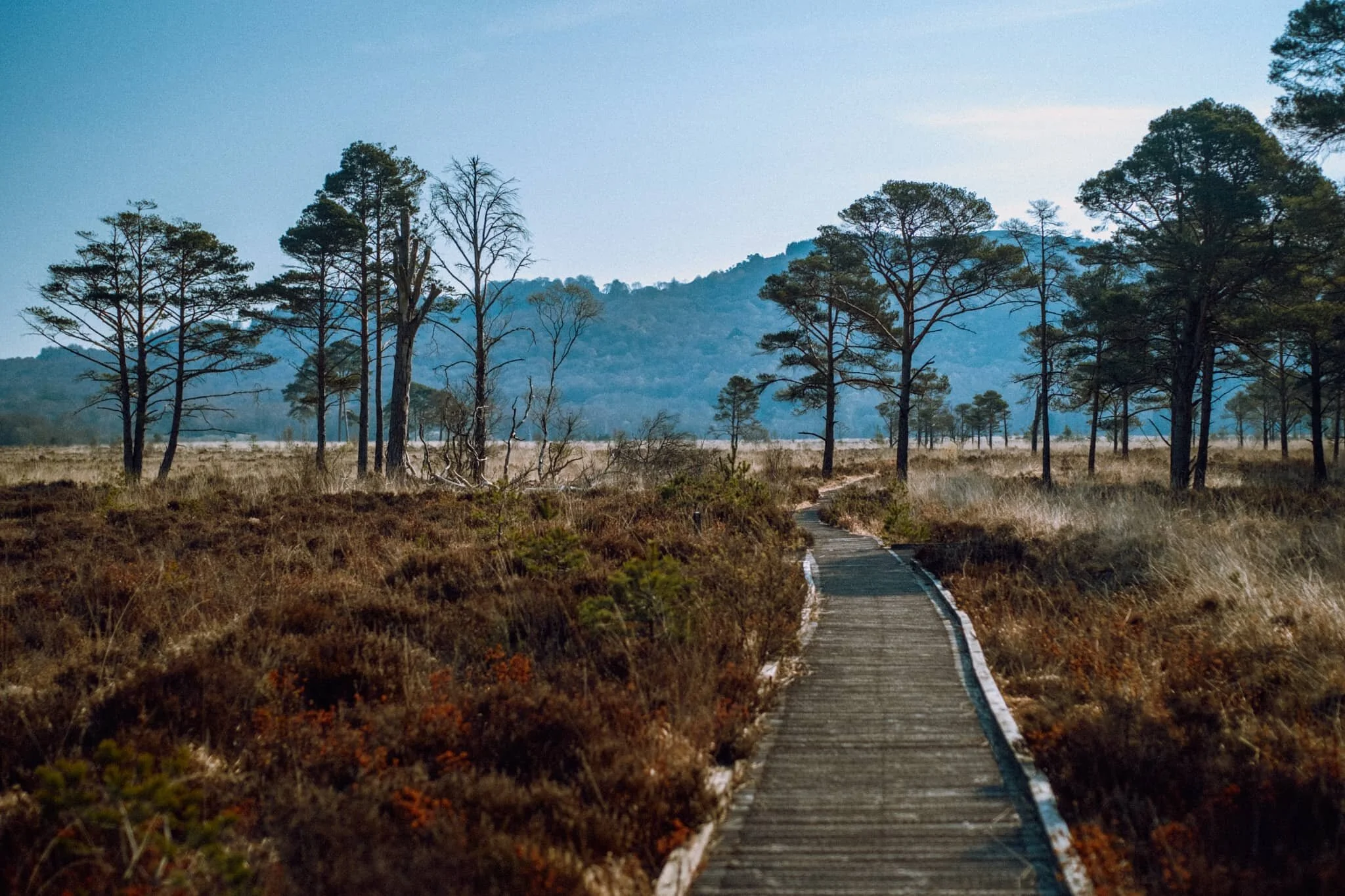  The bogs of Roudsea Moss are thankfully easy to navigate courtesy of these boardwalks. They also enable compositions by offering a leading line. 