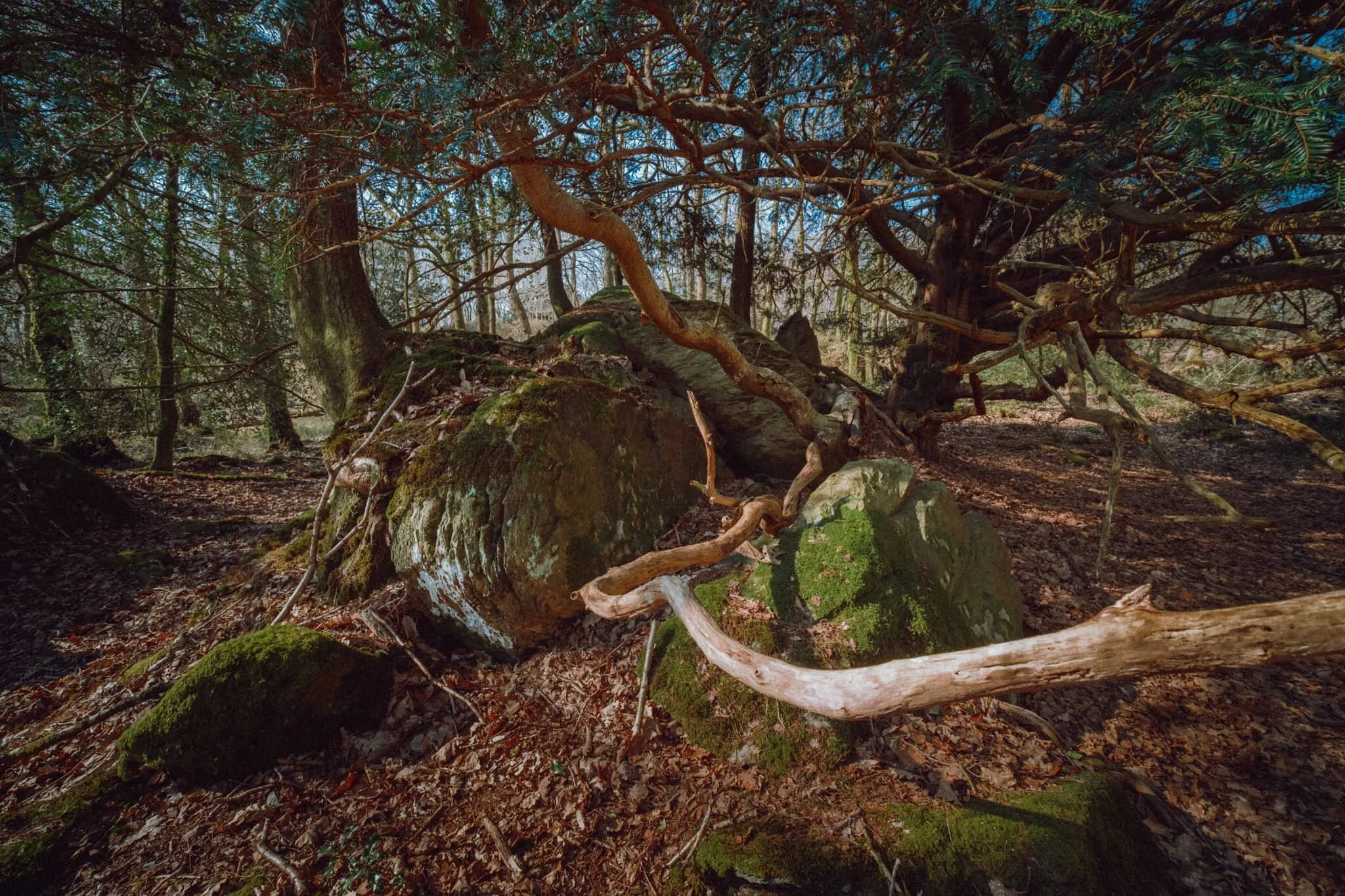  Upon entering the Woodland Trail the geography quickly changes from open bog to a limestone woodland. Lisabet and I spotted this otherworldly scene consisting of tree branches snaking around a limestone outcrop. 