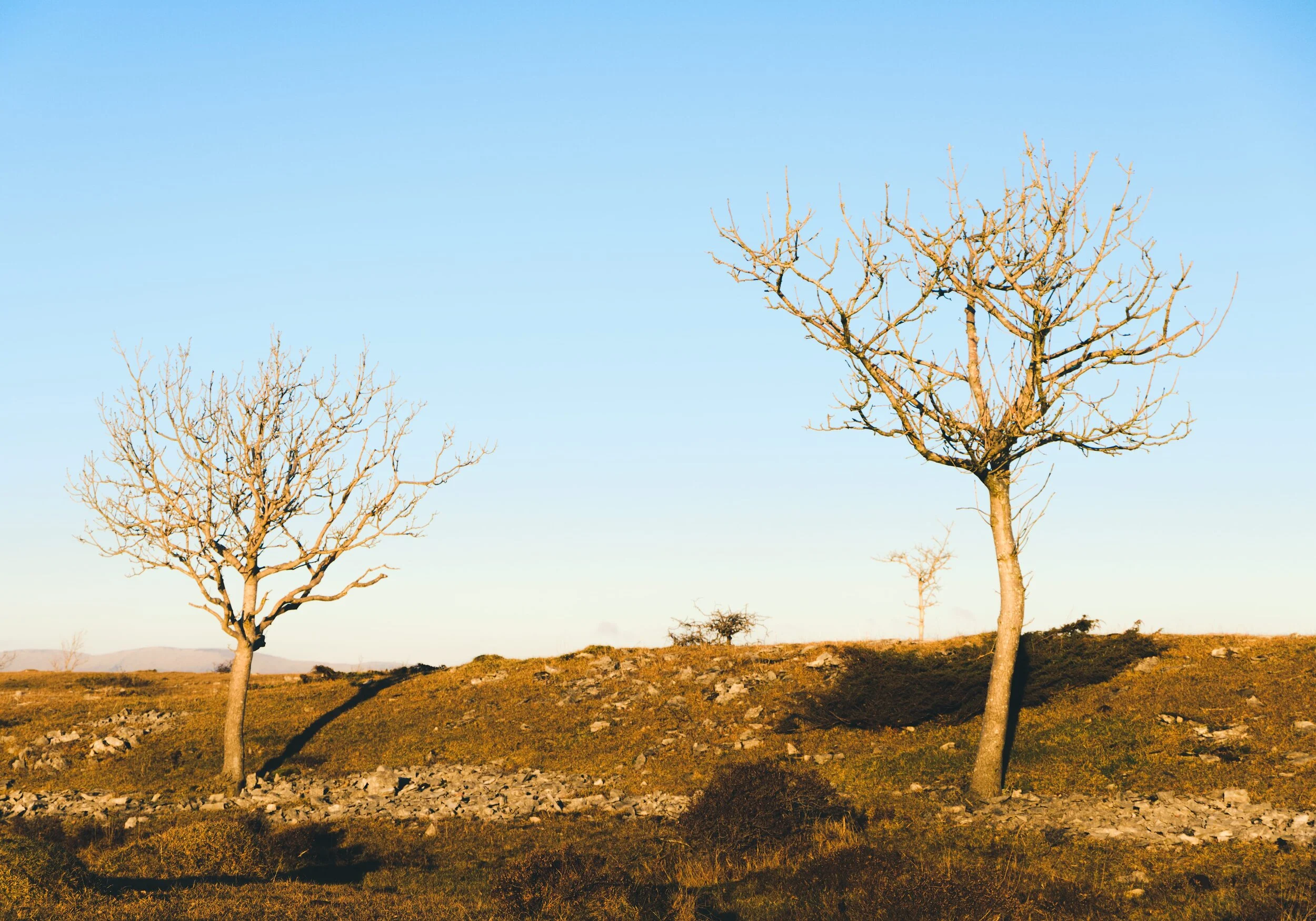 Newyear_Scoutscar 12