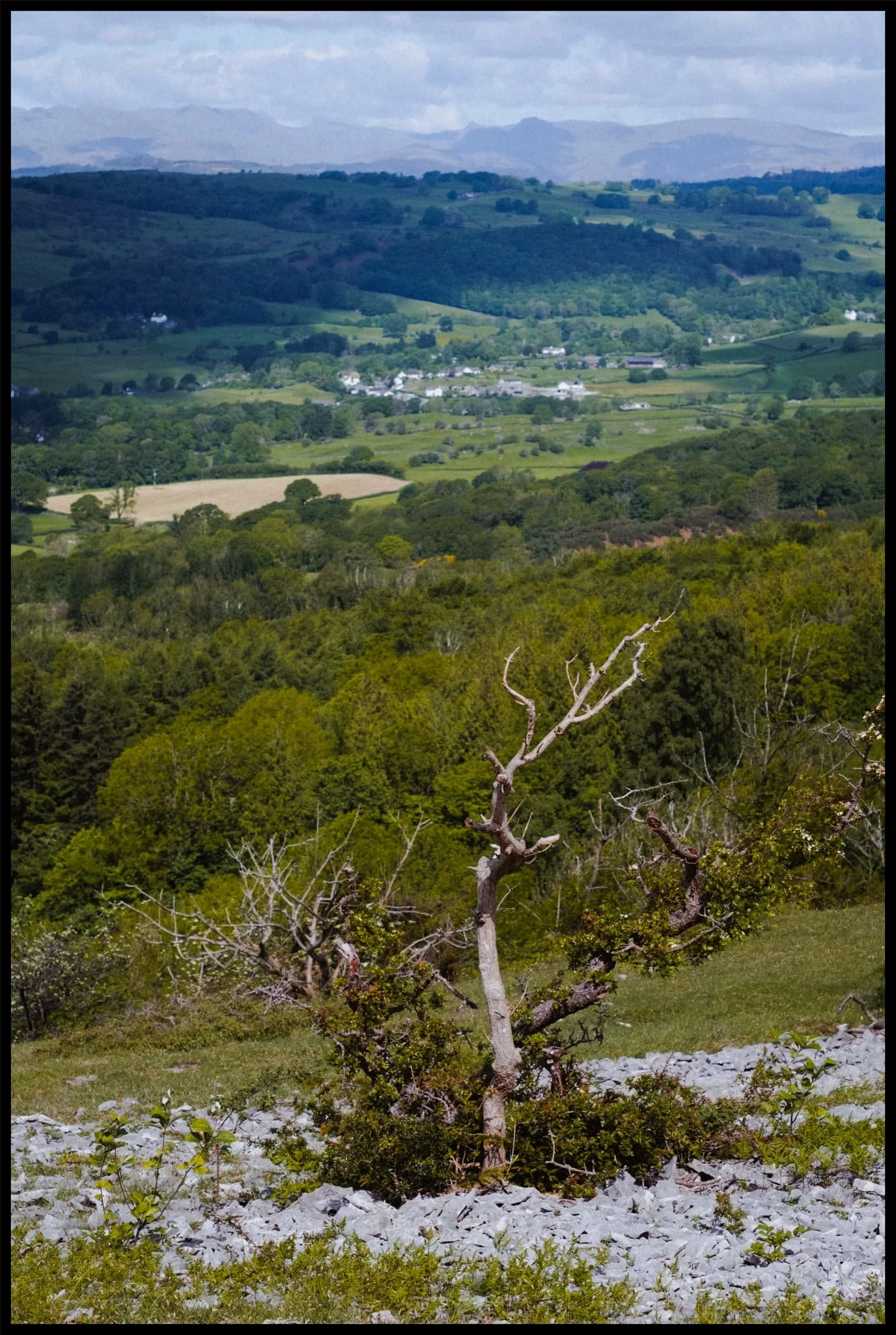  A lone tree growing out of the limestone acts as a nice &ldquo;signpost&rdquo;, pointing at the Lake District fells. 