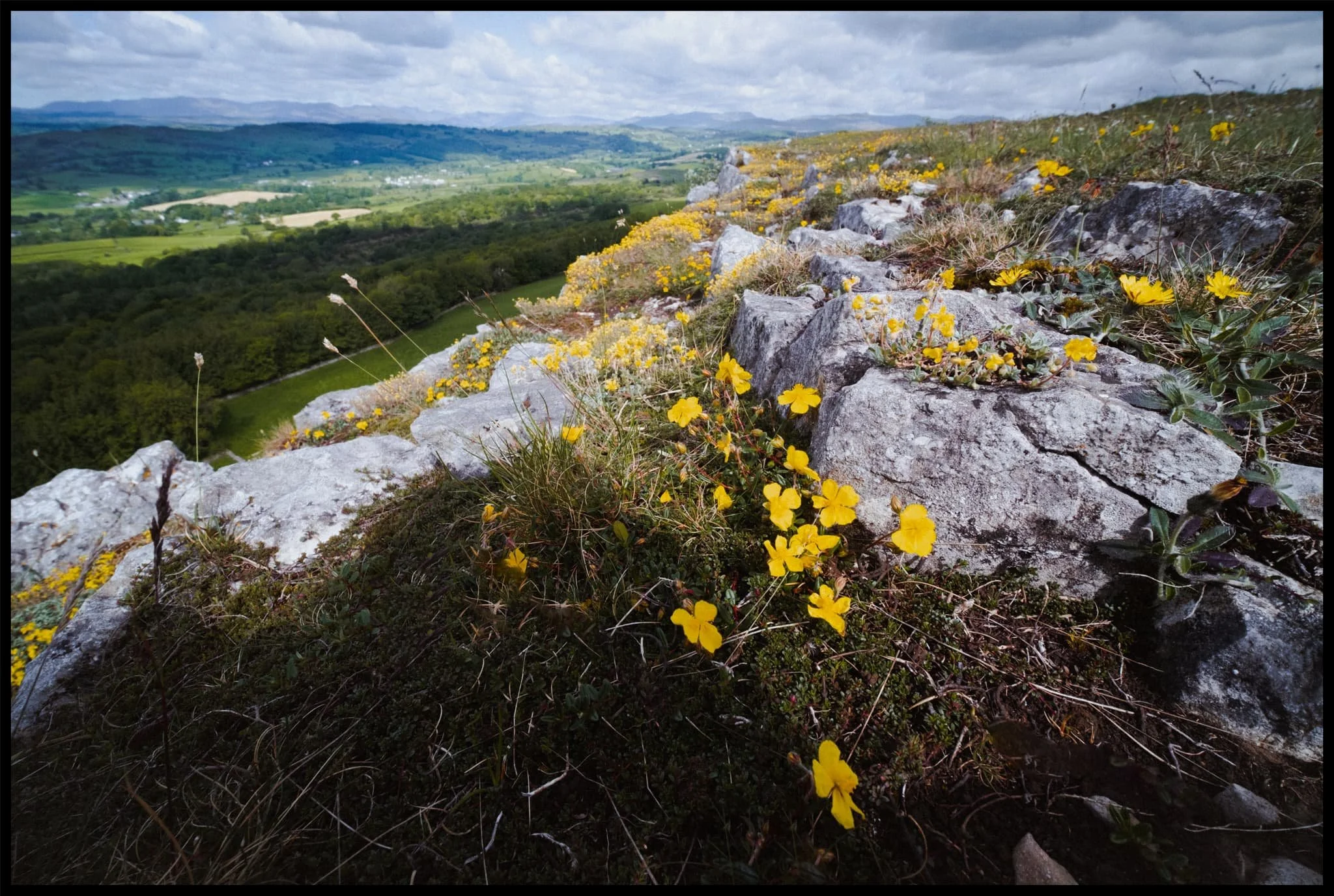  I think these might  Helianthemum nummularium , or Common rock-rose. They apparently prefer dry, base-rich soil, and as limestone—which is what Scout Scar is made of— contains a lot of Calcium Carbonate (CaCO3), an alkaline material, this would make sense. 