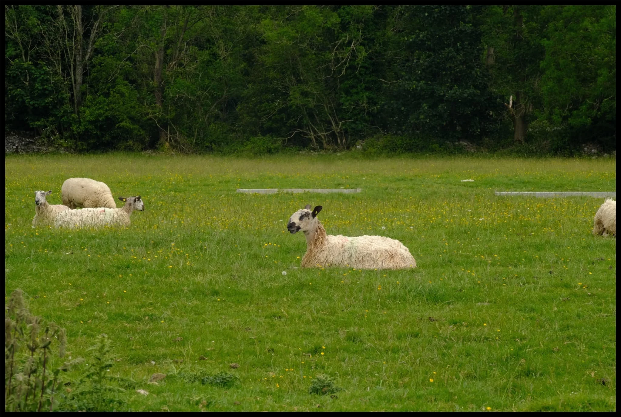  Sheep happily chilling in the fields near Bradleyfield Farm. 