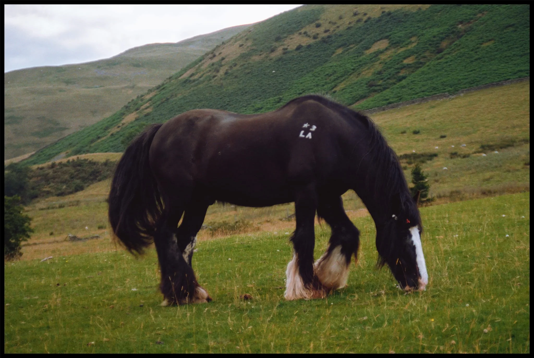  At Ghyll Farm we cut the usual long hike short as the light was fading. A vague path bisected through the fields towards Underbank, which we took. Along the way, beautiful strong horses were peacefully grazing the meadows. 
