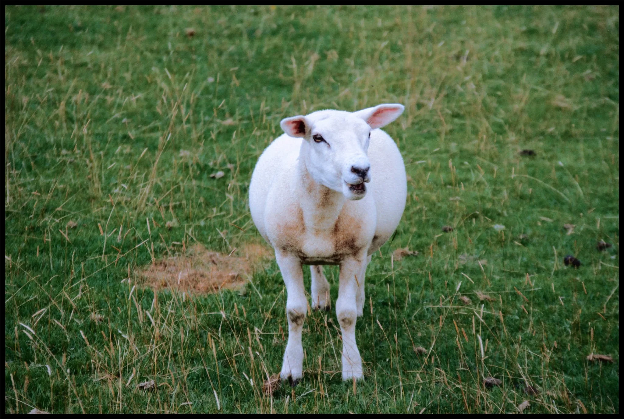  A brave Texel yow approaches us for a closer look. 