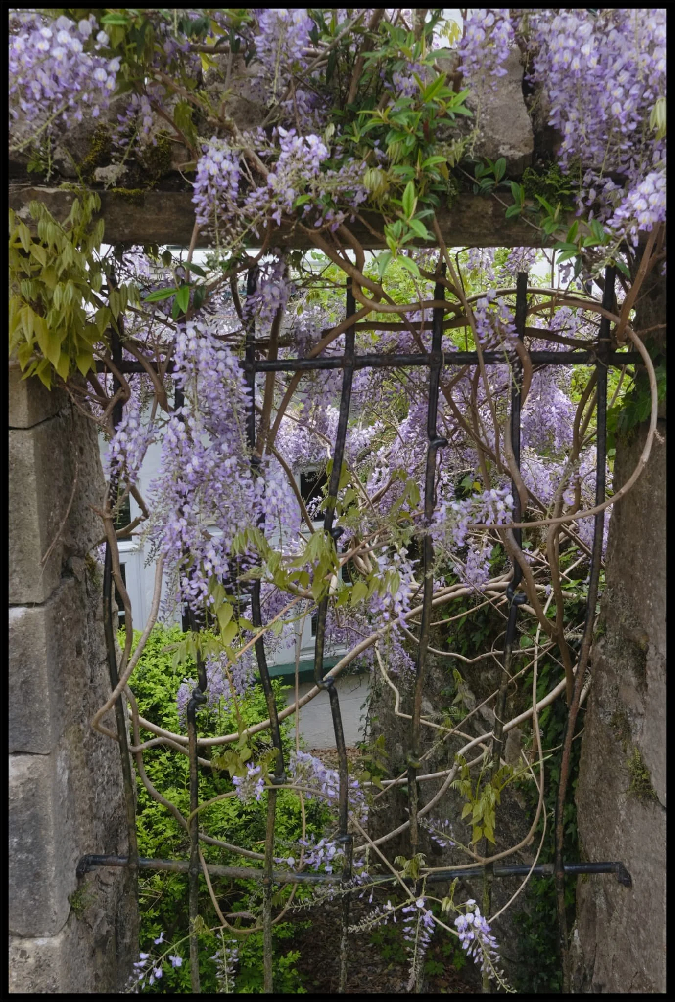  Chinese Wisteria,  Wisteria sinensis , and the old iron-wrought gate at Beech House, creating a lovely scene I had to capture. 
