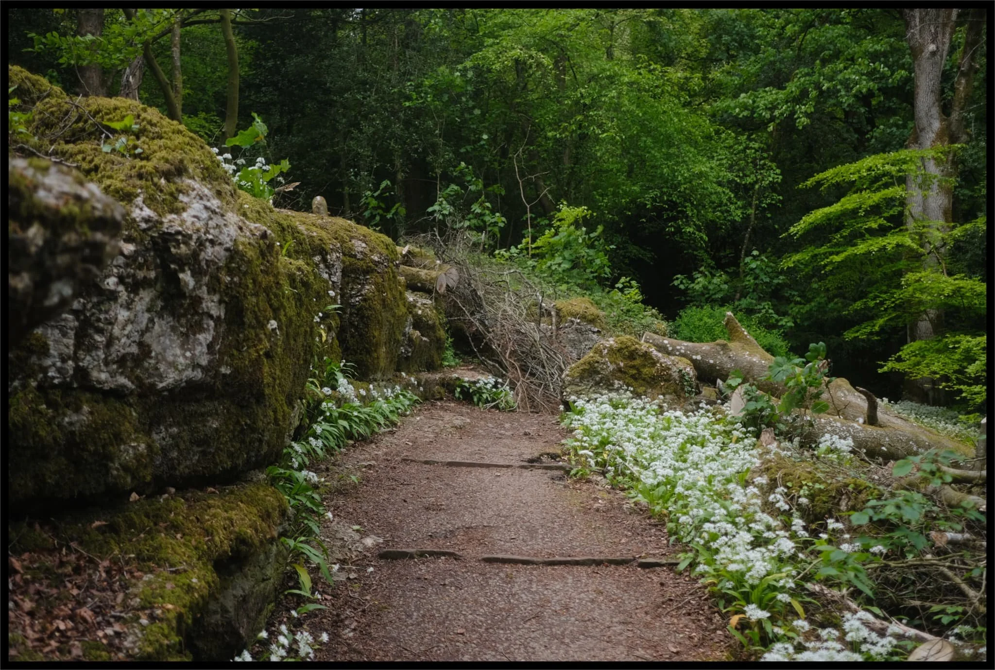  The woods sits on a shelf of limestone, which occasionally protrudes and creates little clearings in the woodland. 