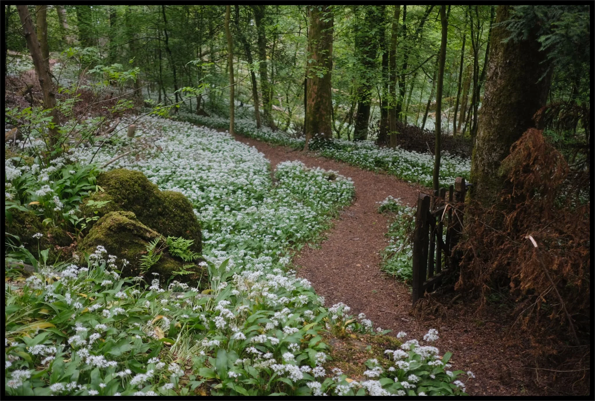  My favourite little area in Serpentine Woods, the 
