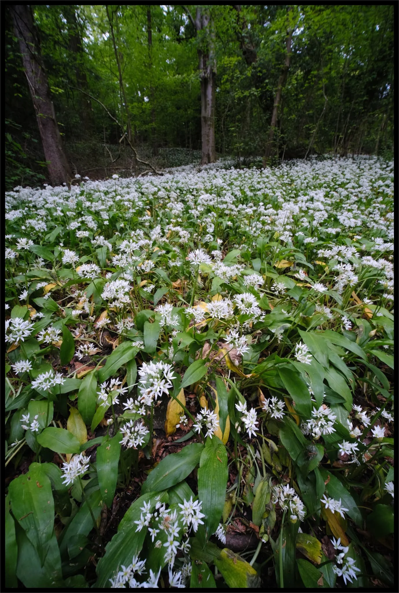  Getting this close to the wild garlic, the smell was intoxicating. 