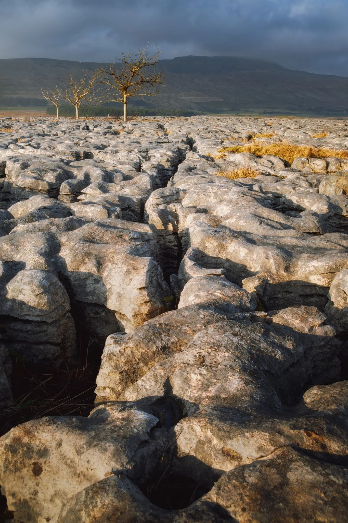  Up on the clints and grikes of Southerscales Scar, my lovely Lisabet spots a composition with these three trees and Whernside looming in the distance. A burst of low afternoon light casts gold on the scene and picks out all the beautiful forms and textures of the limestone pavement. 