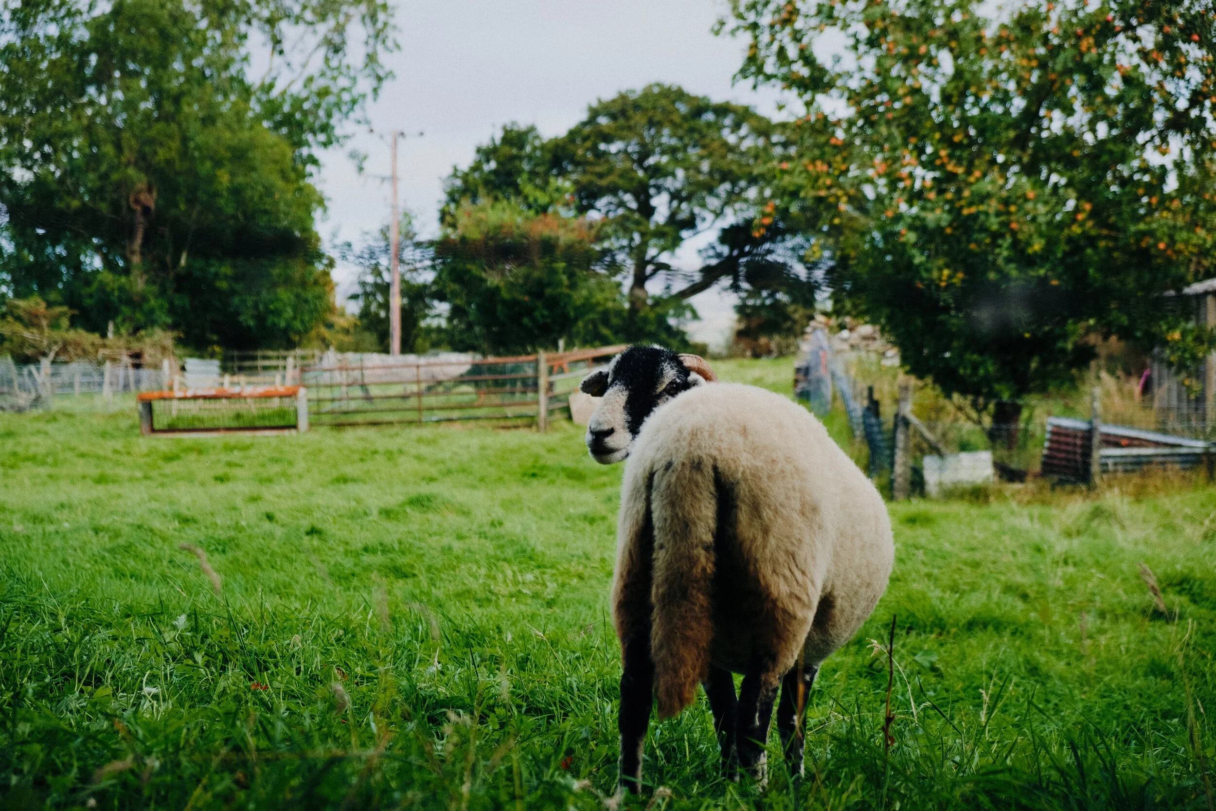 If you&rsquo;re in Cumbria, there will be sheep. I managed to surprise this Swaledale. 