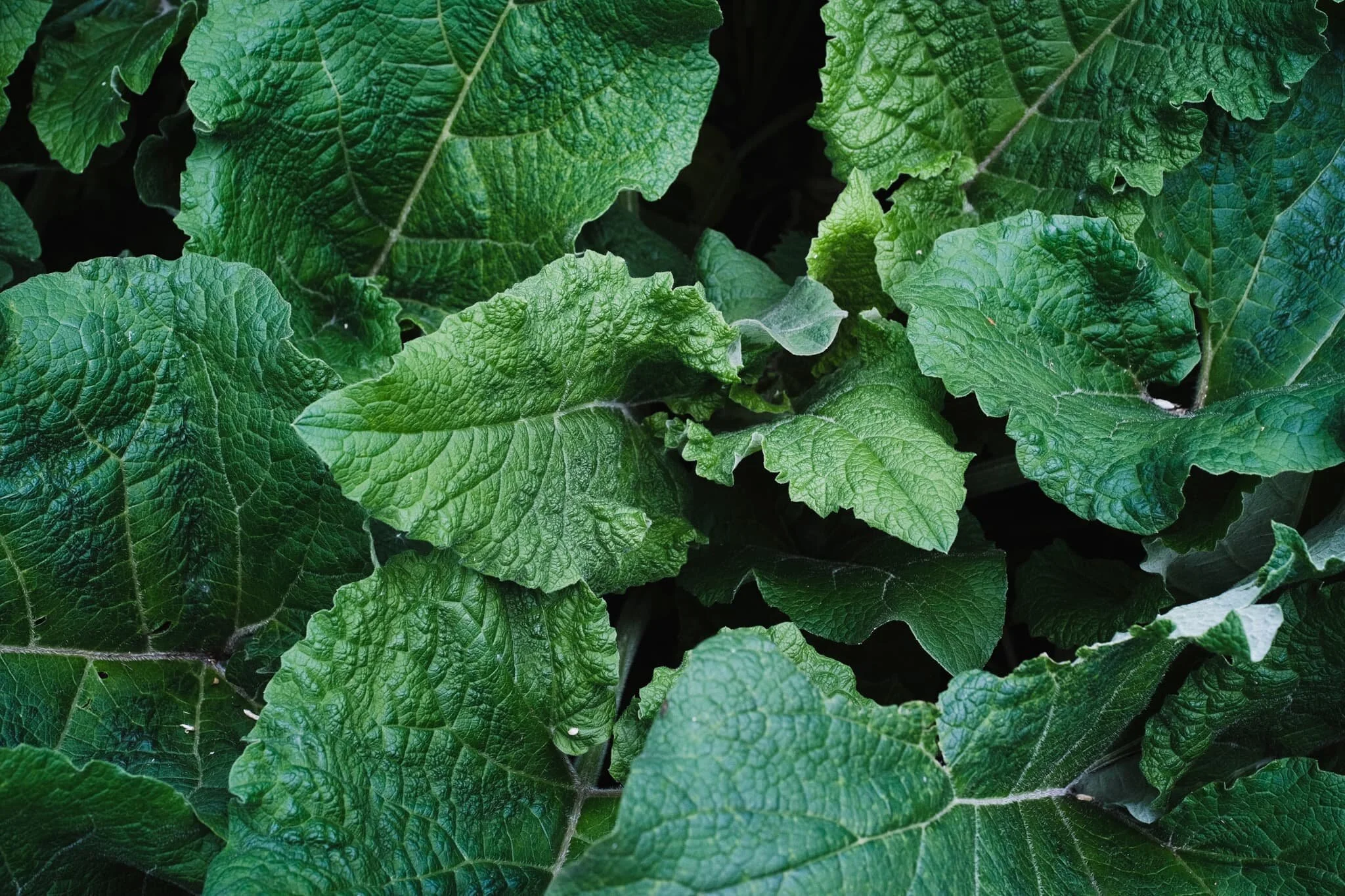  A lovely cluster of dock leaves, or  Rumex obtusifolius.  You can often find these growing near stinging nettles. Folklore states that if you&rsquo;re stung by stinging nettles, rubbing the affected area with some dock leaves soothes the pain. Unfortunately, there&rsquo;s no evidence this actually works. 