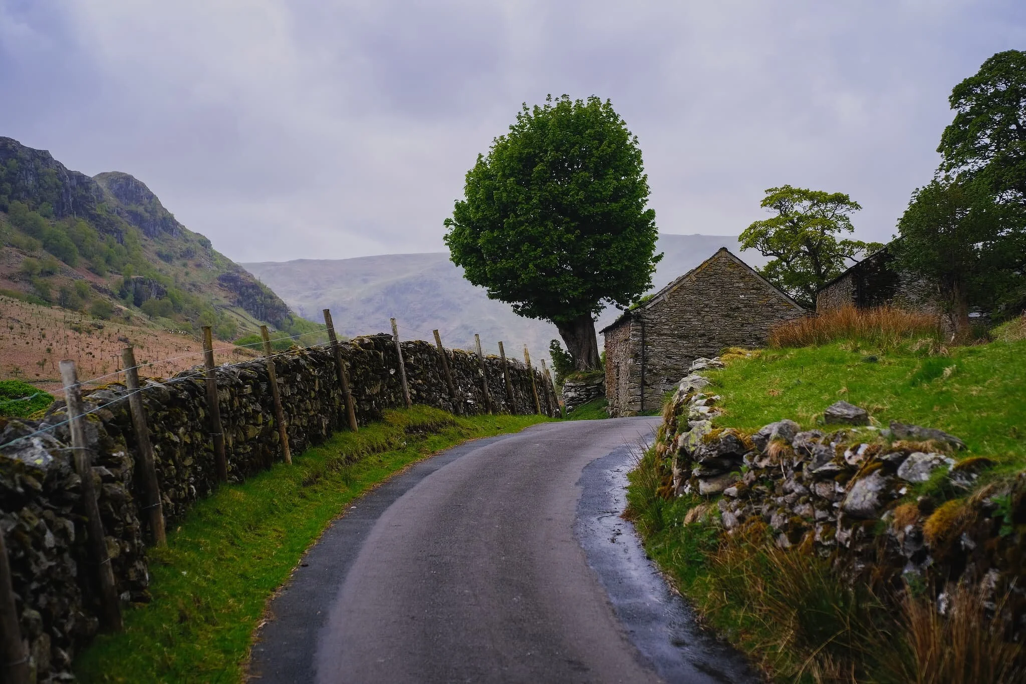  Probably my favourite tree in the whole valley. Overhead, another wave of misty drizzle starts to sweep in. 