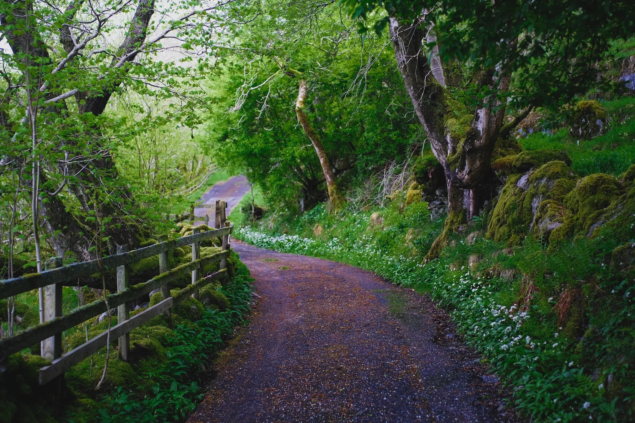  The &ldquo;road&rdquo; here gradually transforms into a proper country lane, lined with trees, mosses, lichens, and flowers of all kinds.  