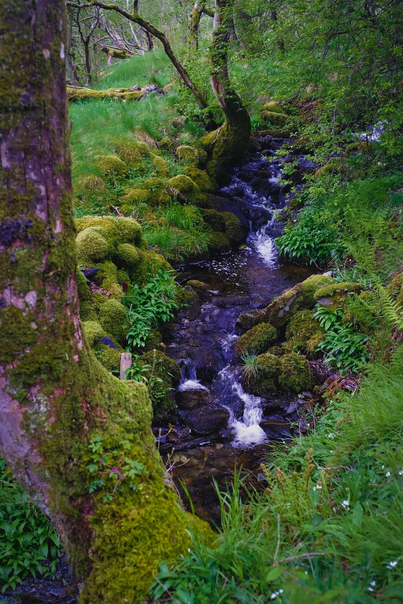  A gorgeous little beck running down the side of the valley. Believe me when I say I had to  reduce  the saturation in this photo. 