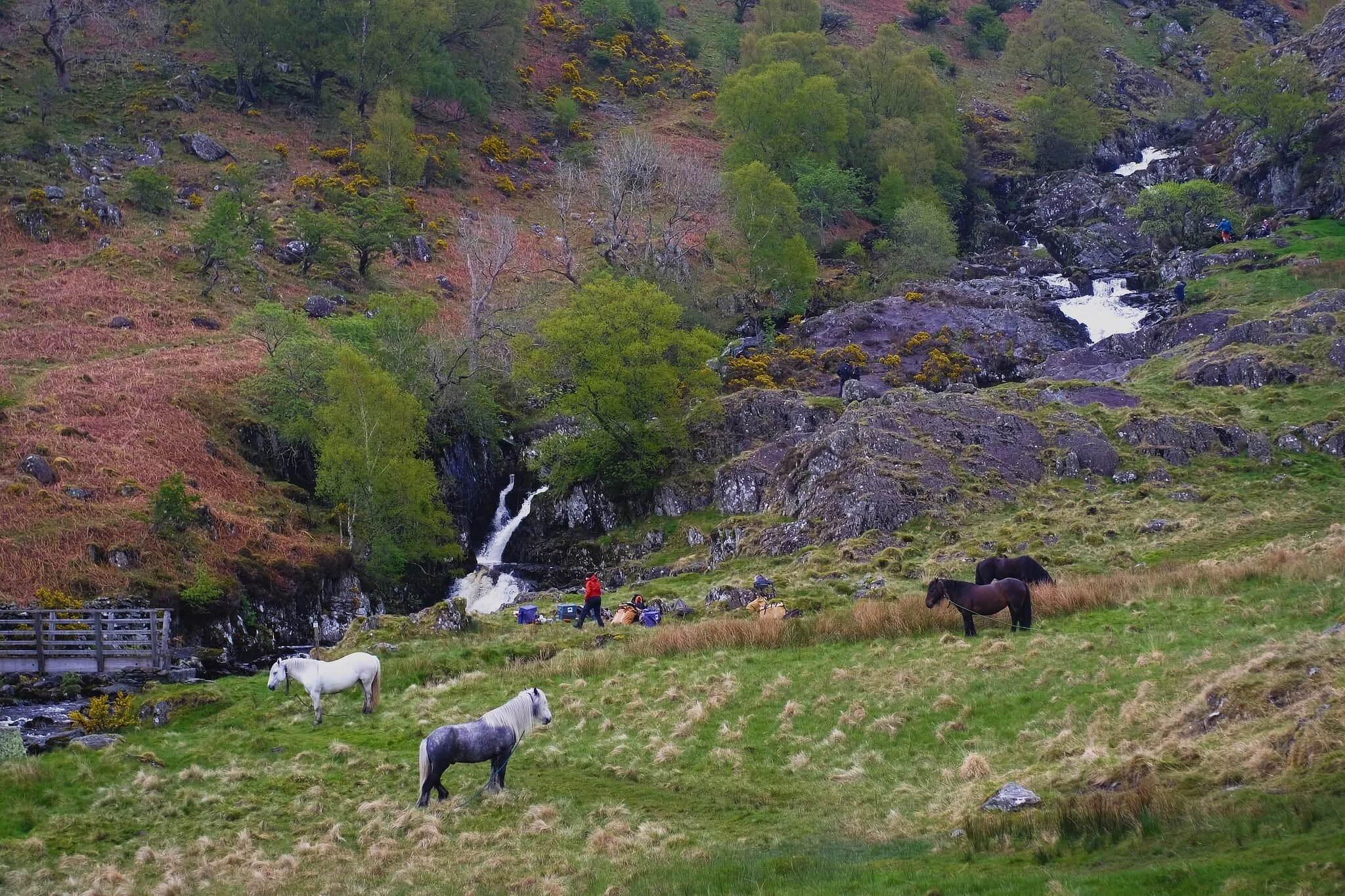  We weren&rsquo;t the only ones in the valley. Resting at the bottom of Forces Falls were a small group of hikers on their  3-day Fell Pony Trek . Nice scene, isn&rsquo;t it? 