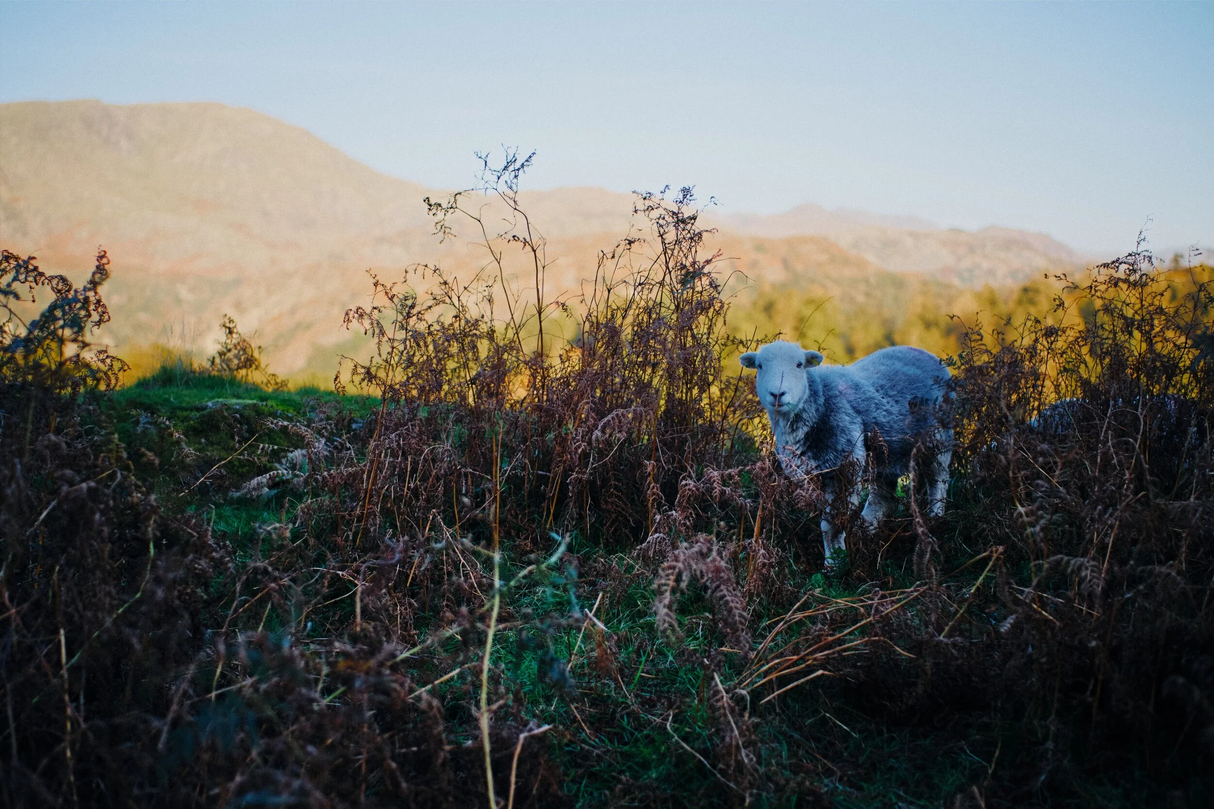  As we climb up the crags above Tarn Hows another Herdwick ewe emerges from the bracken, giving me a  look . Behind her is the glowing face of Wetherlam (763 m/2,502 ft). 