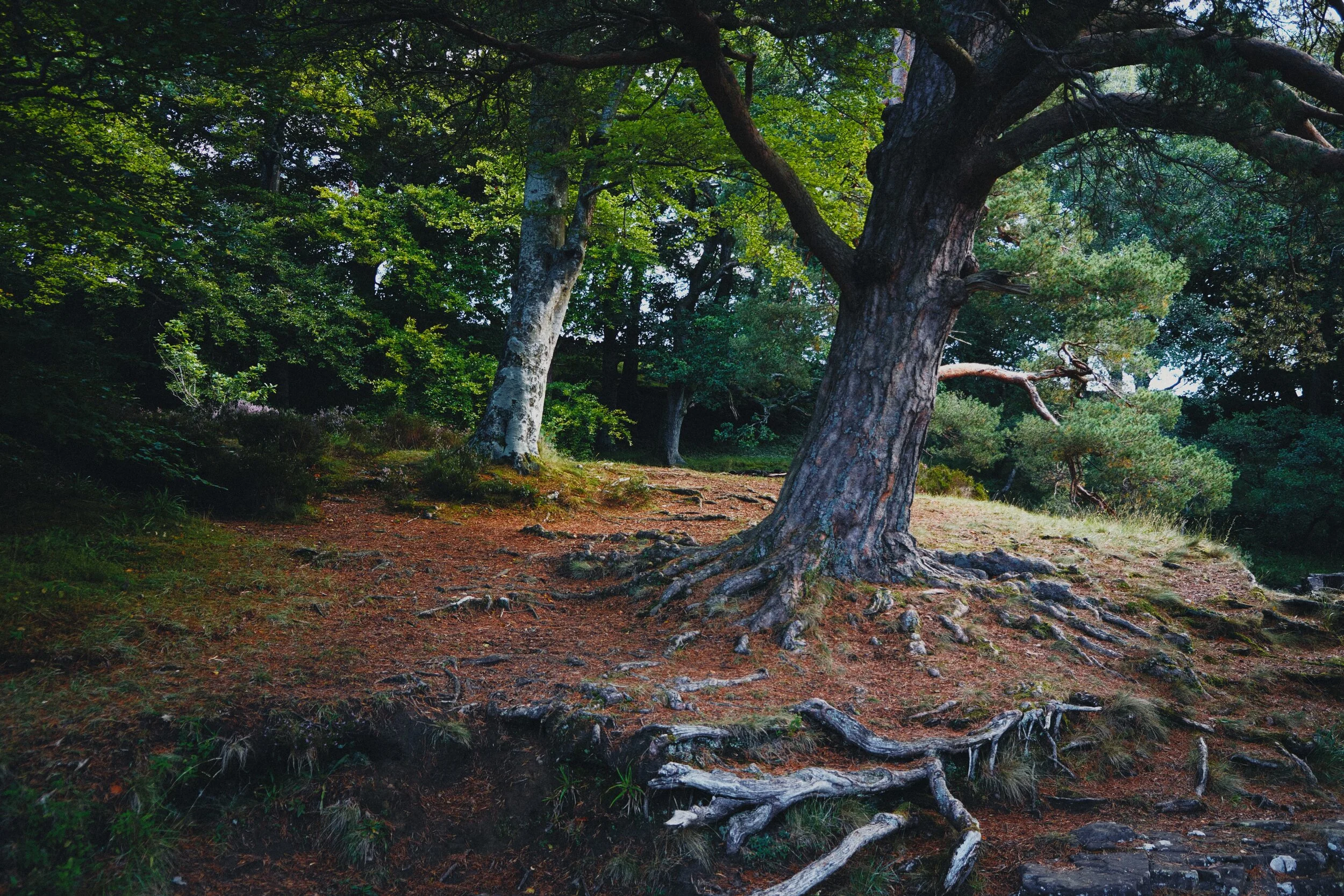  Around the falls, the woods start changing colour. Autumn is coming. 