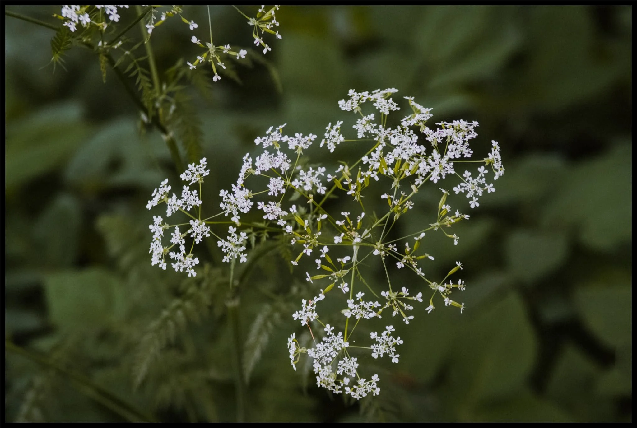  Macro photography has never really been my thing, but the advertised capabilities of this Vivitar lens made me curious. As I headed up Kendal Fell through the golf course I tried my hand at snapping some Cow parsley ( Anthriscus sylvestris ). Not bad at all. 