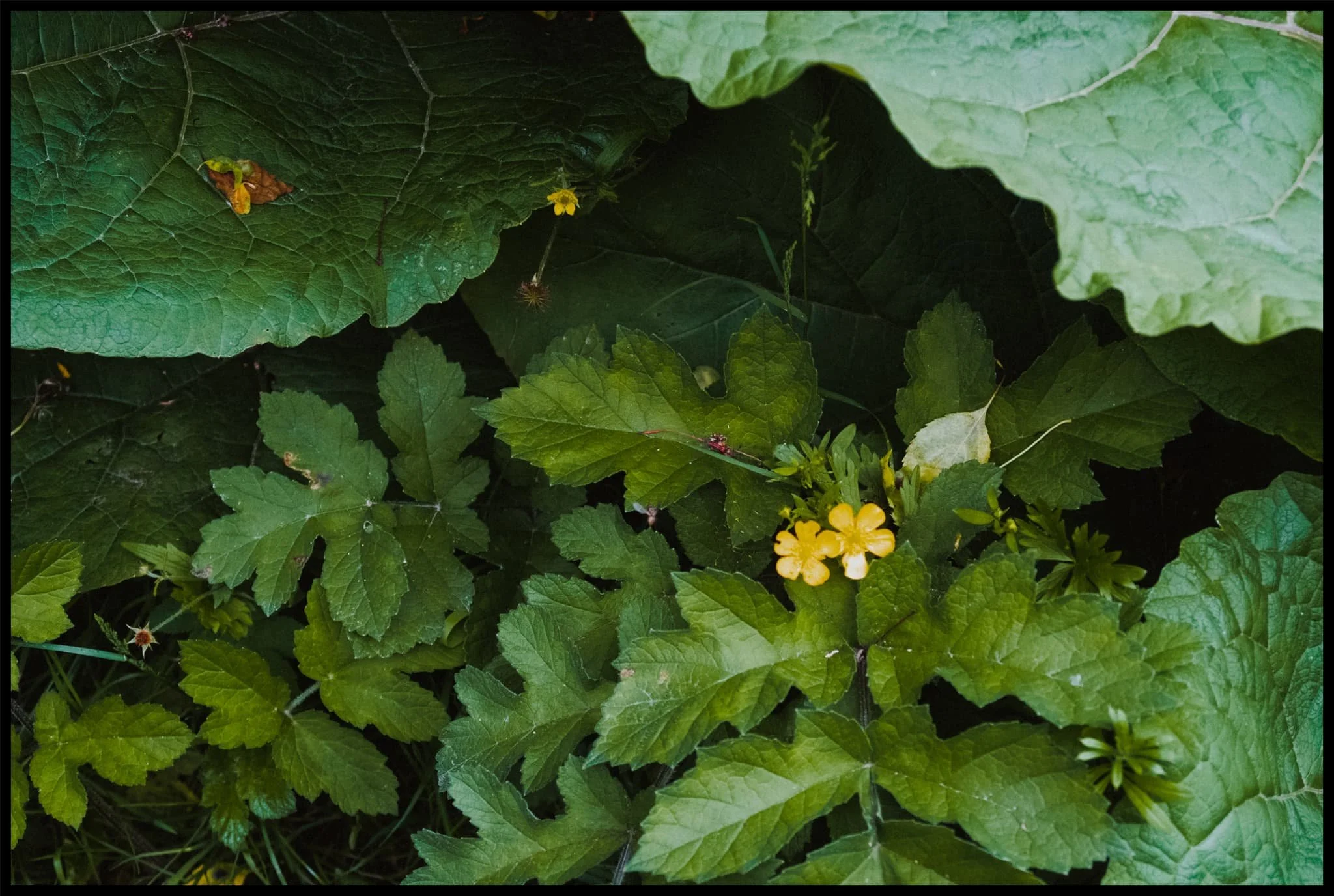  More macro opportunities present themselves to me by zooming in to 105 mm. 