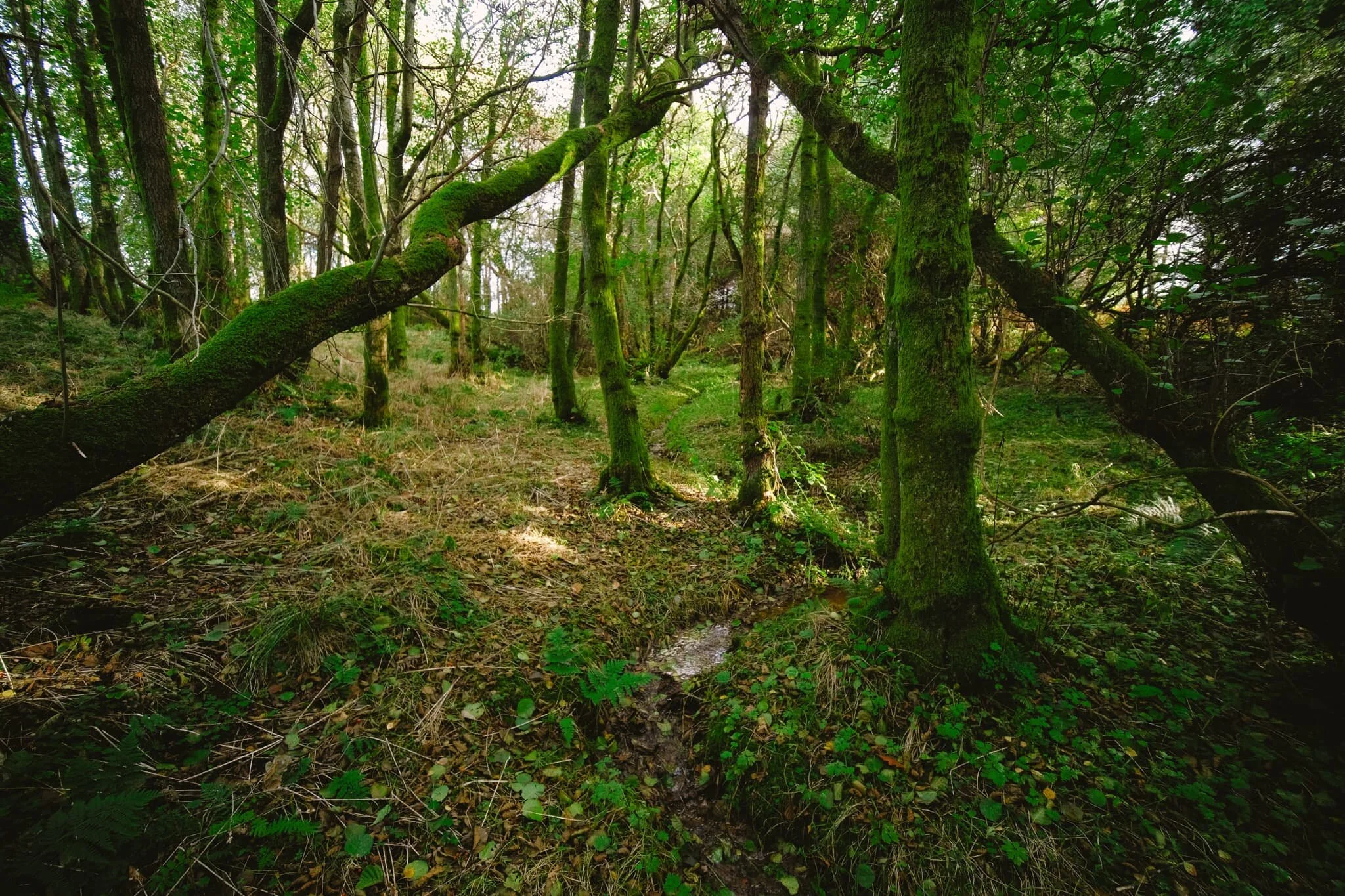  A tiny little beck with criss-crossing tree trunks provides a strong foreground interest for this beautiful woodland scene in the Loch Lomond Nature Reserve. 