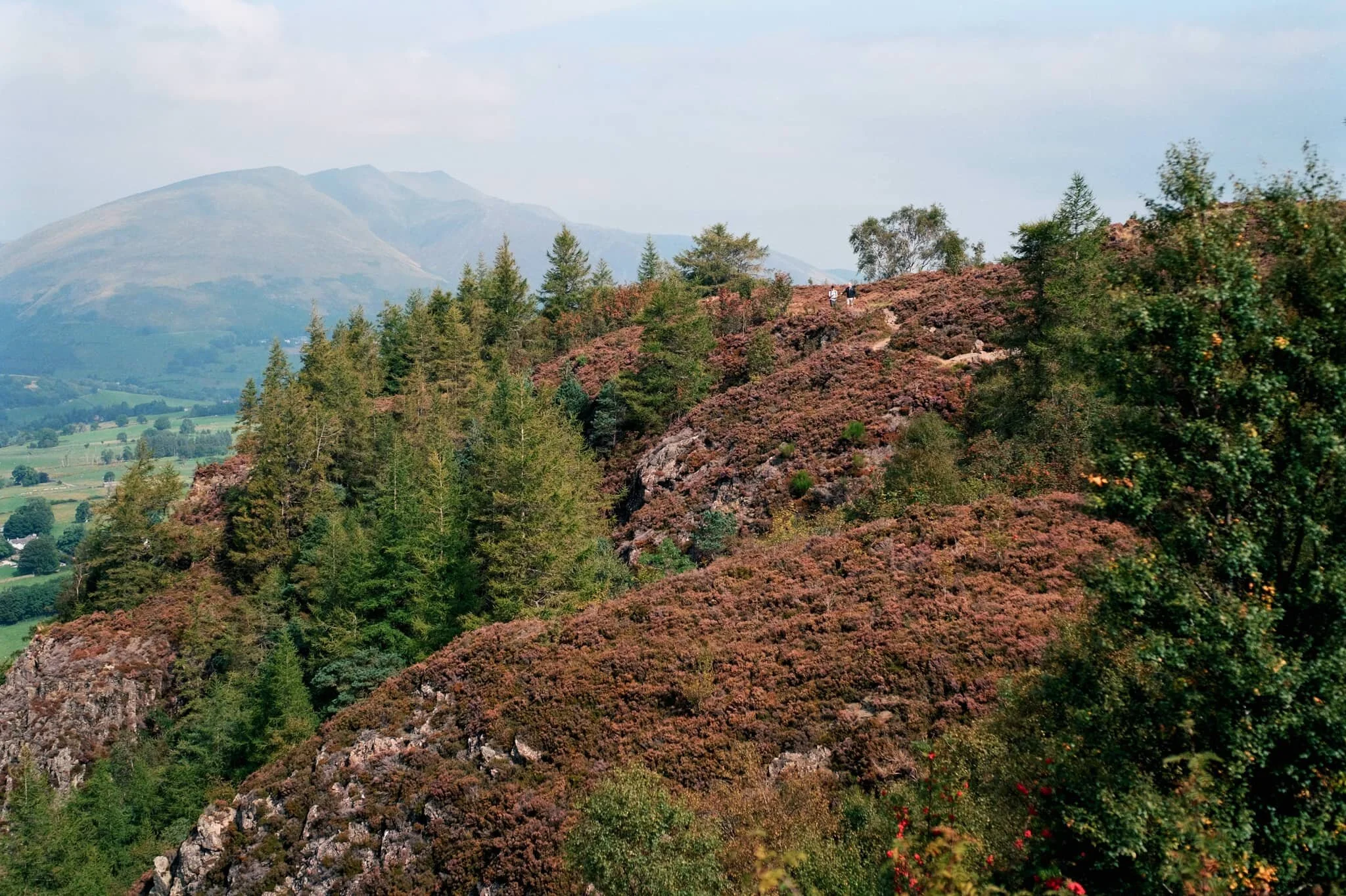  Looking back at the cliff-edge trail we followed. The amount of heather around Walla Crag is  ludicrous . 