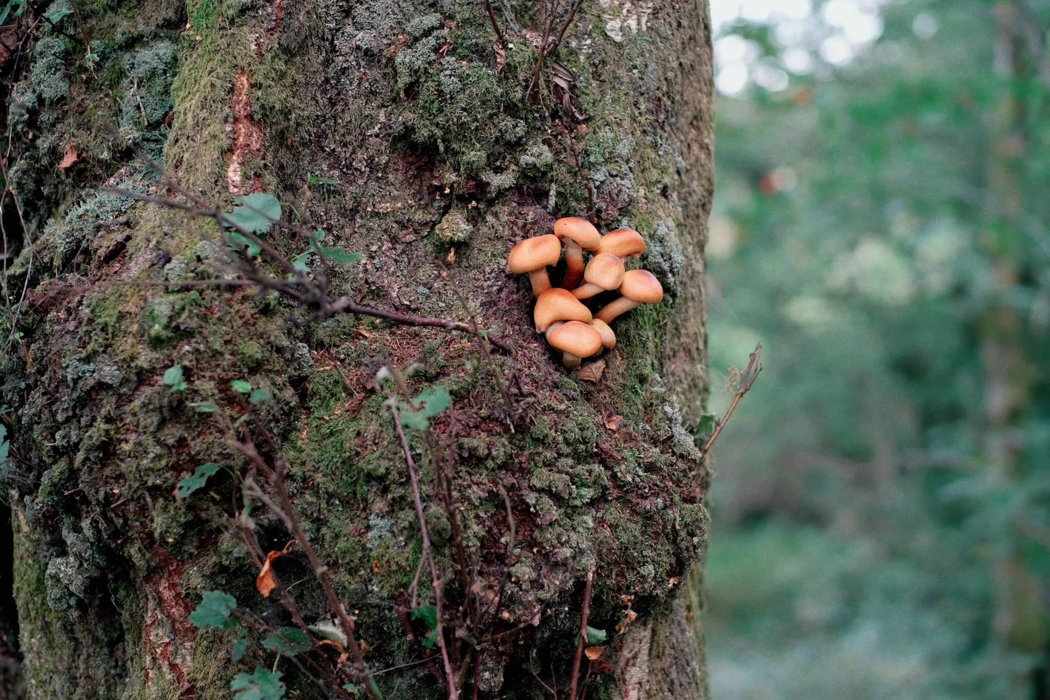  This is  Armillaria mellea , or honey fungus. Apparently highly revered for its edible qualities, though a lot of UK species react with alcohol badly in people&rsquo;s bodies causing nausea and vomiting. It&rsquo;s generally best to parboil these mushrooms, and not consume alcohol for a day before and after eating them. 